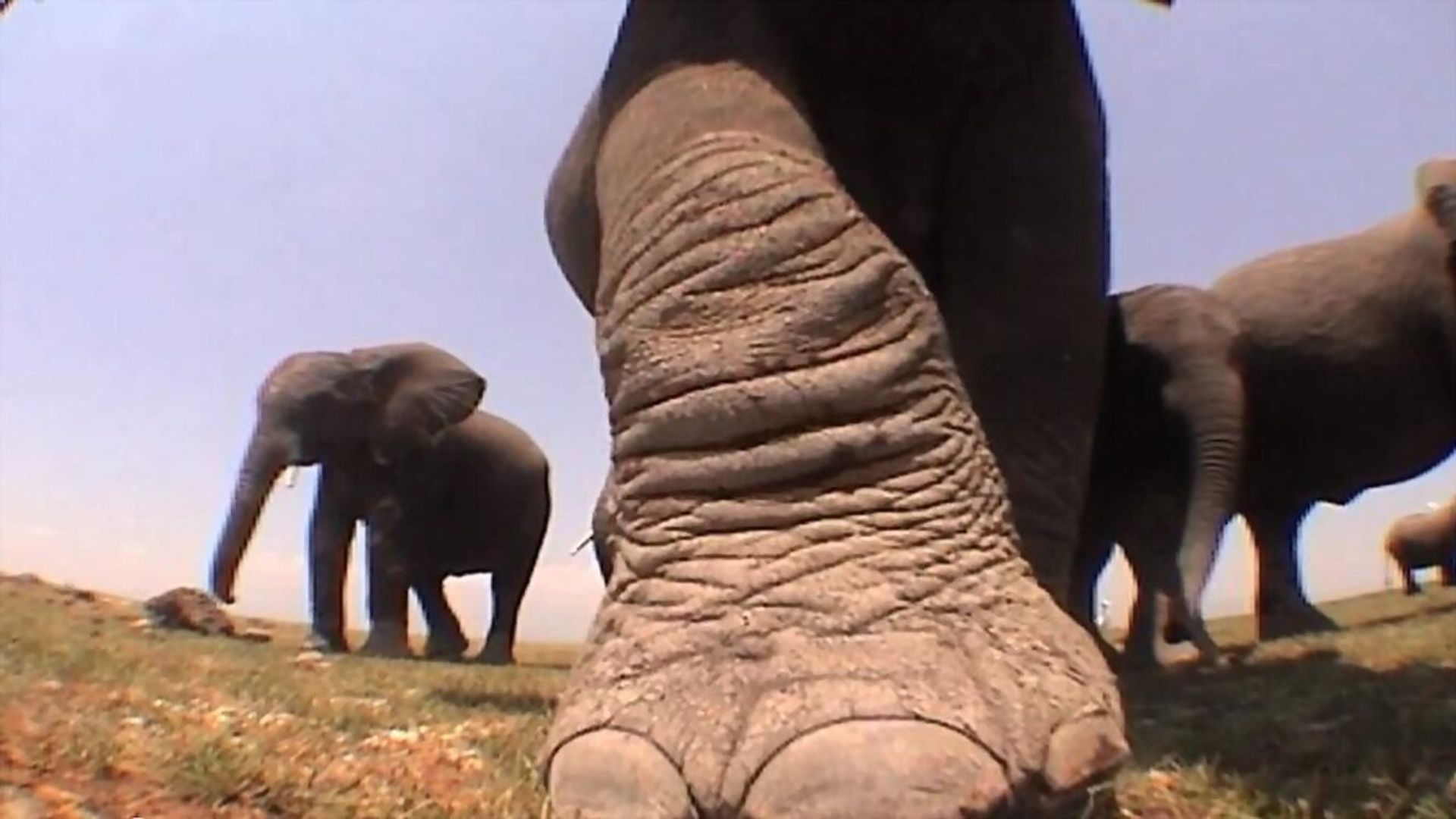 Elephants: Spy in the Herd background