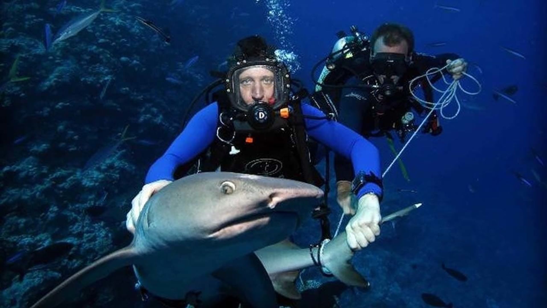 Shark Tracker background