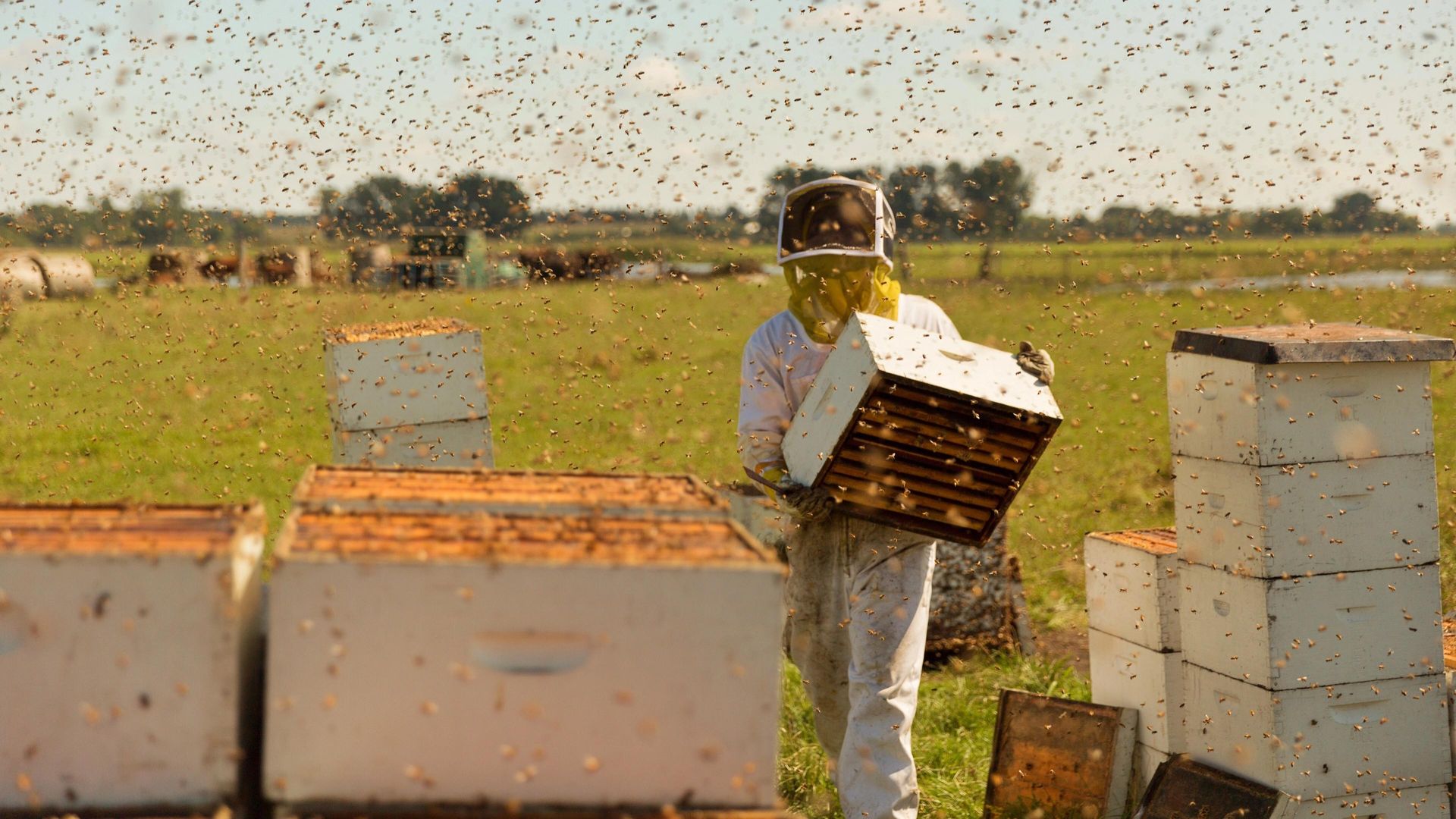 The Pollinators background