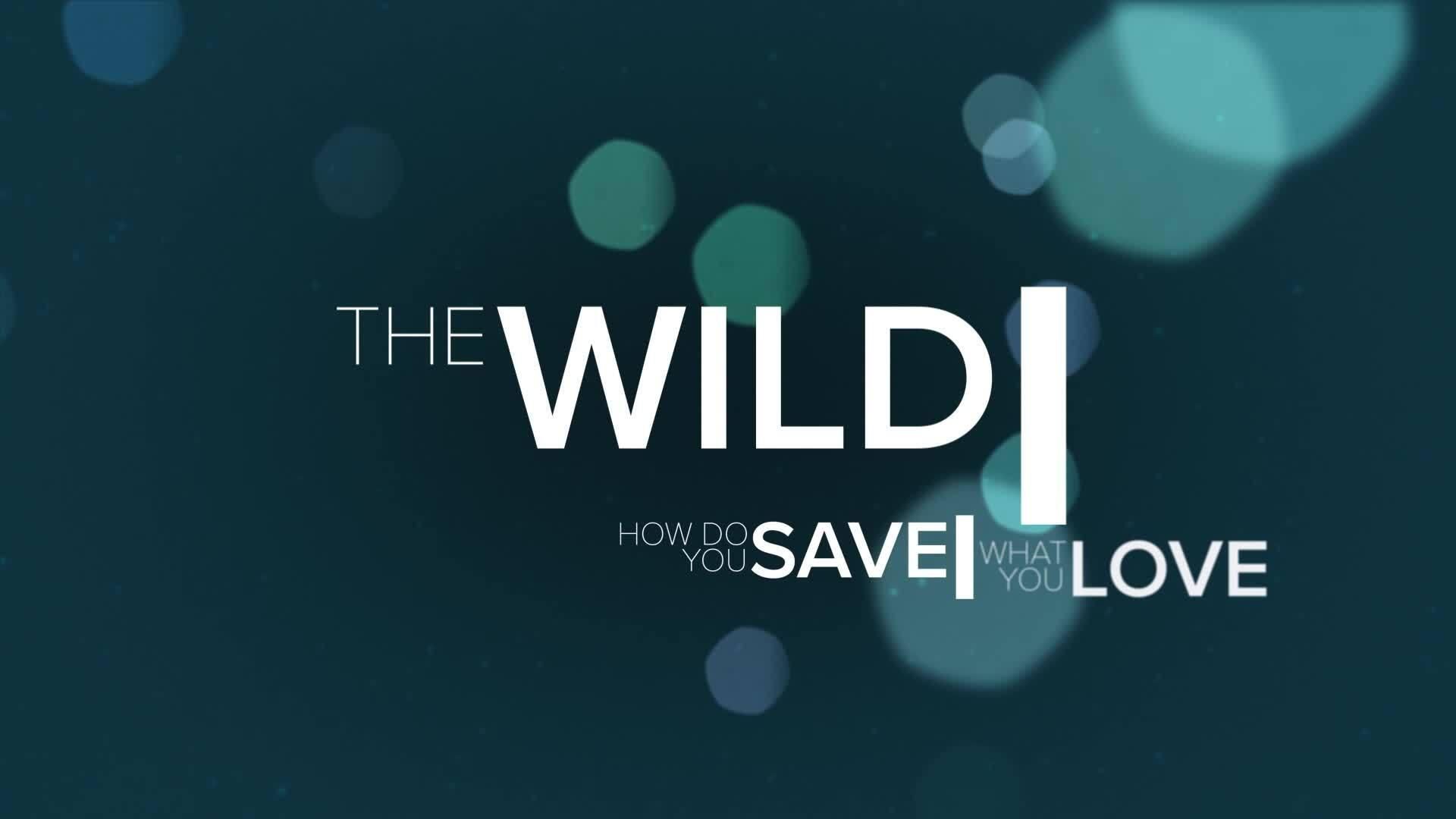 The Wild background