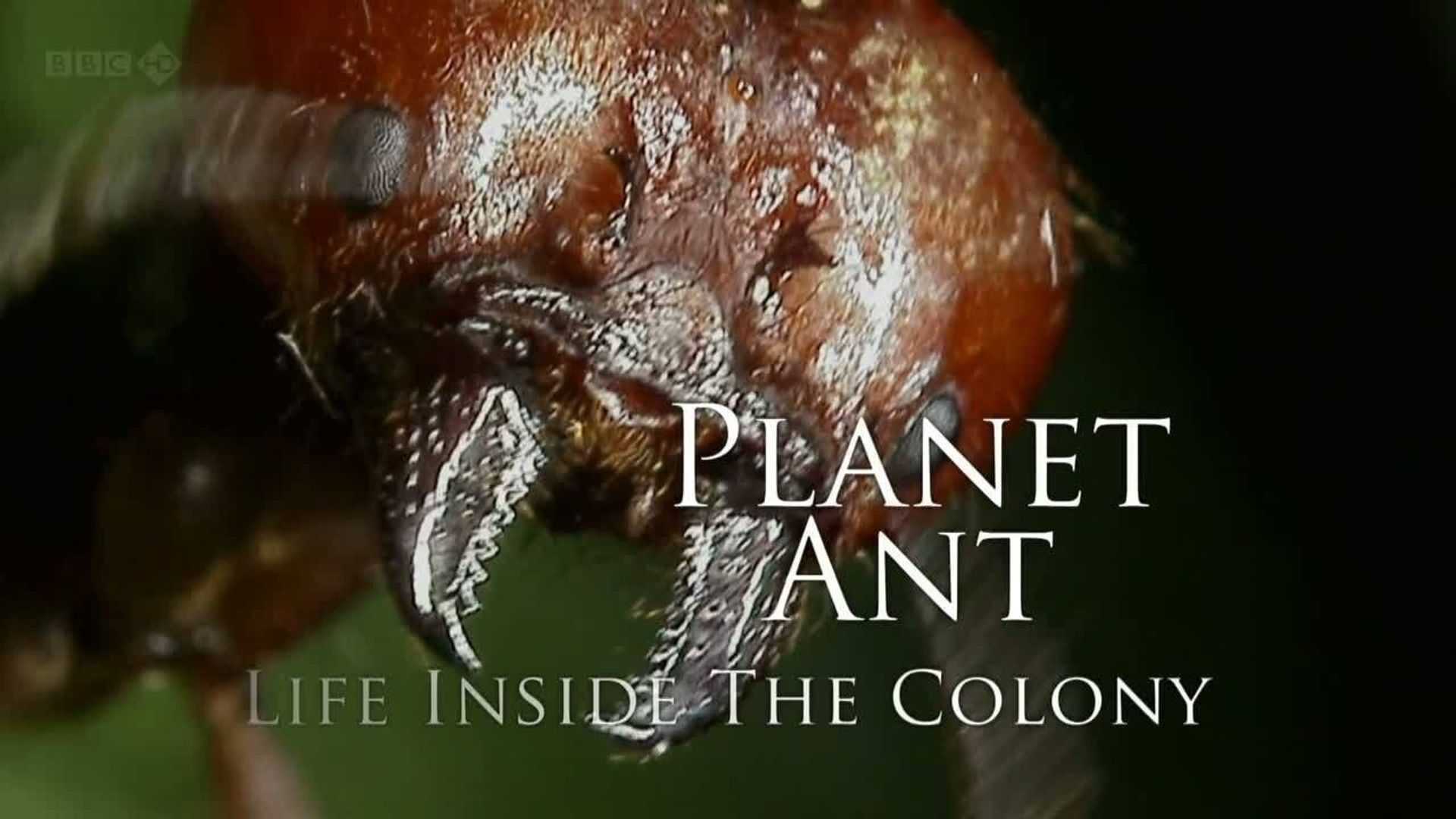 Planet Ant: Life Inside the Colony background