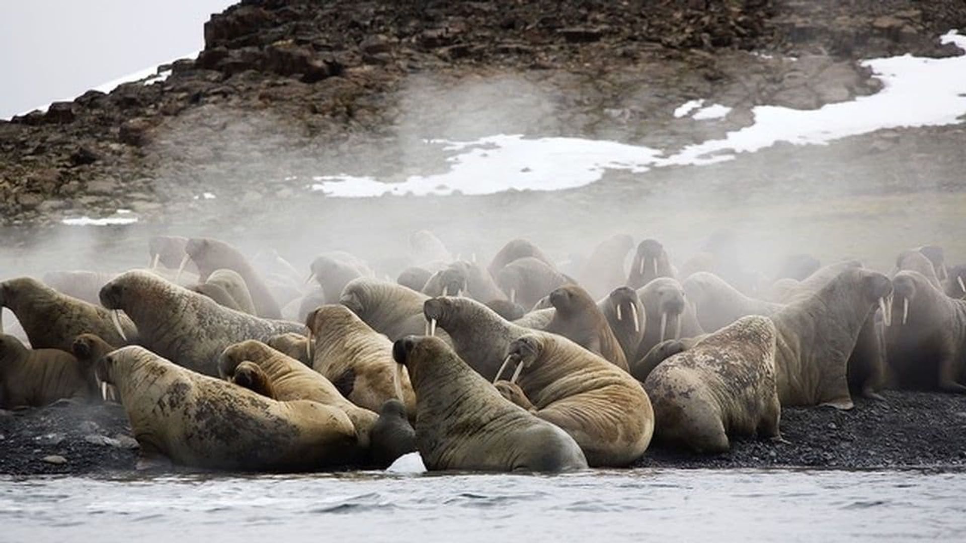 Siberia's Wild Year background