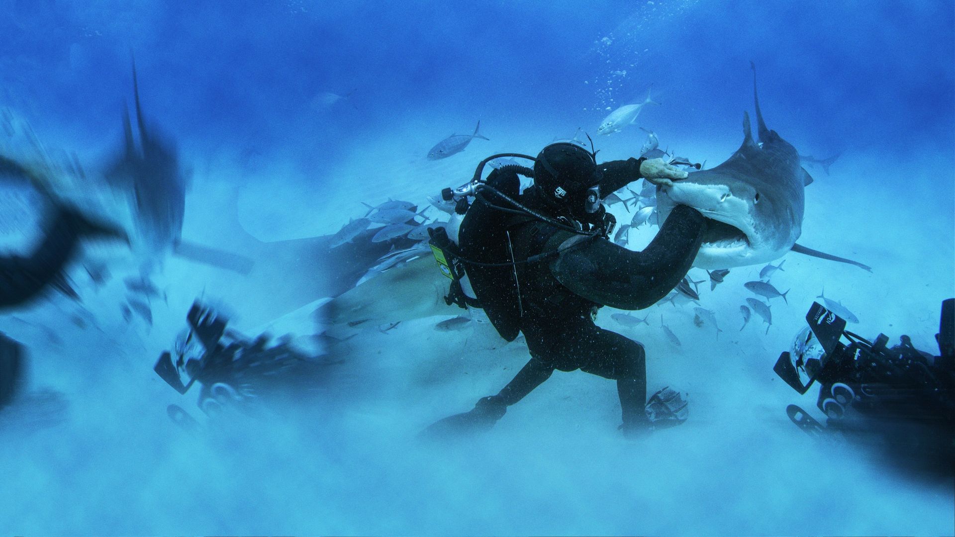 Man vs. Shark background