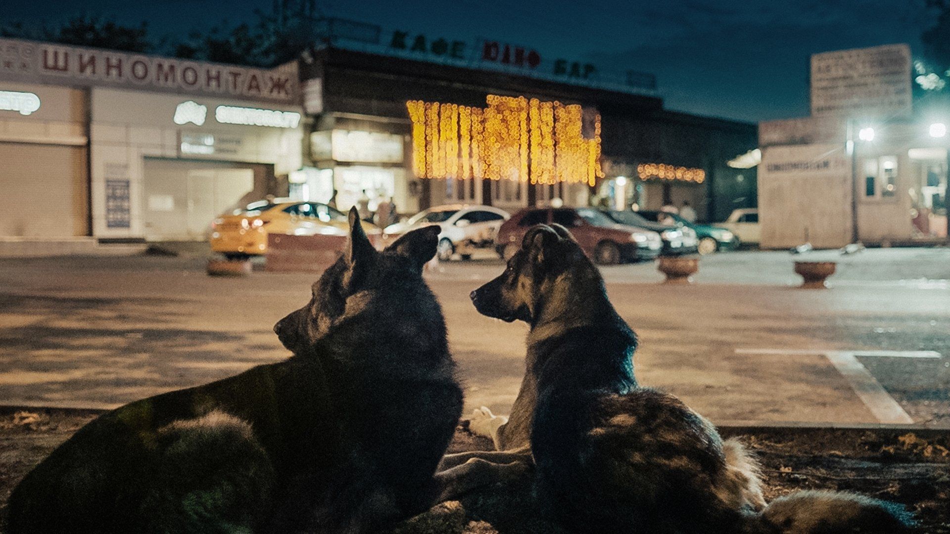Space Dogs background