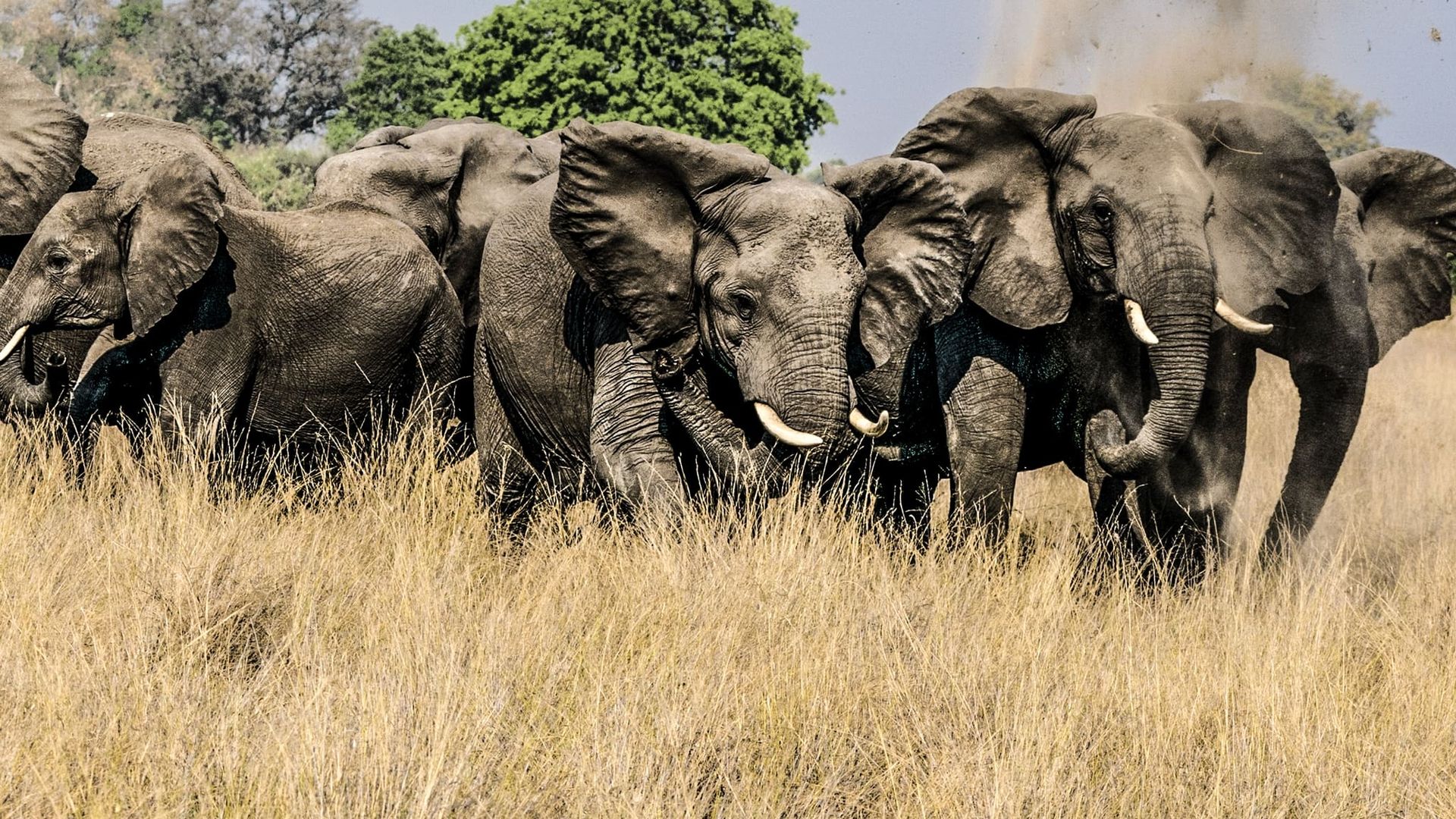 Okavango: River of Dreams background