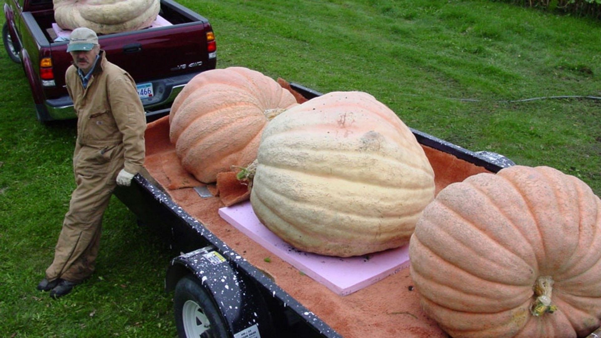 Bill's Big Pumpkins background