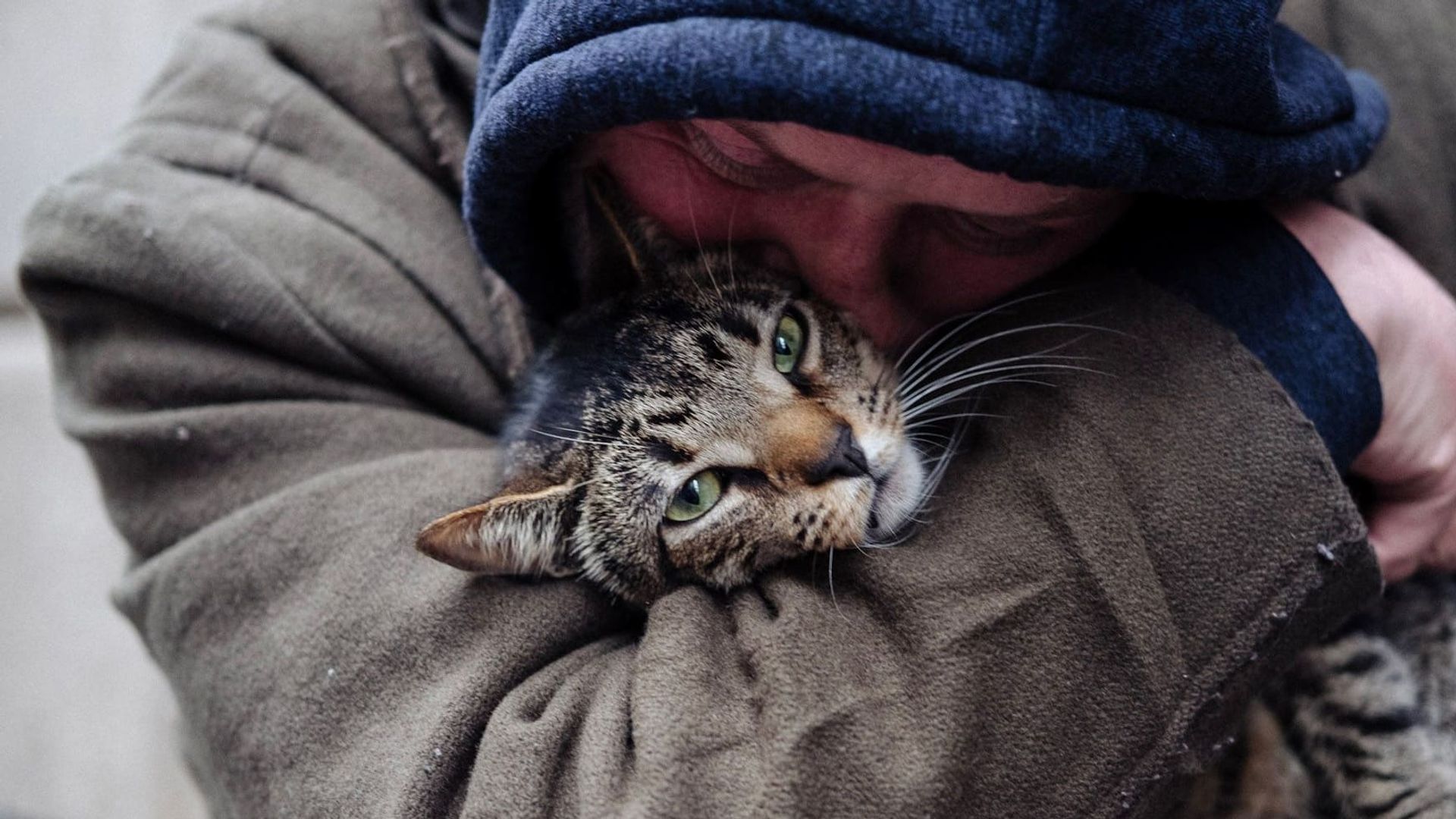 Cat Daddies background