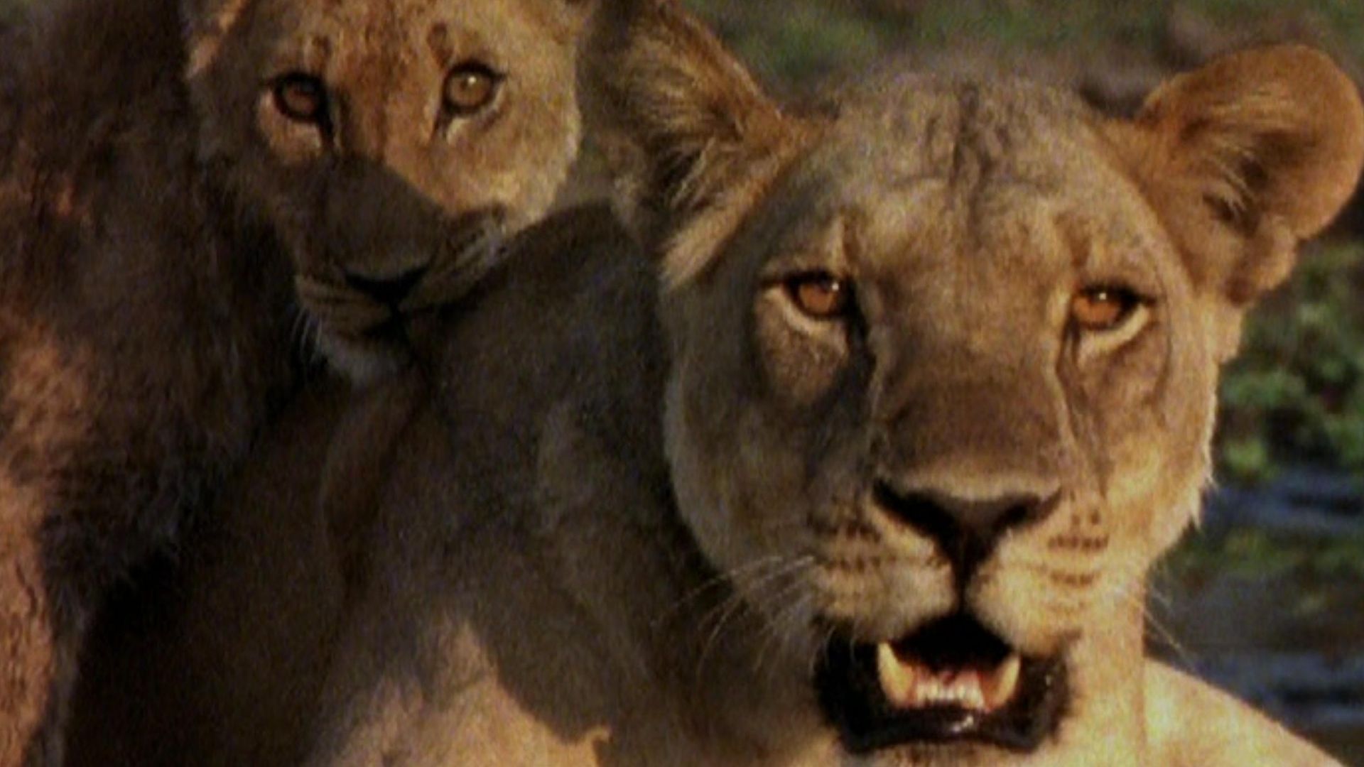 Ultimate Enemies: Elephants and Lions background