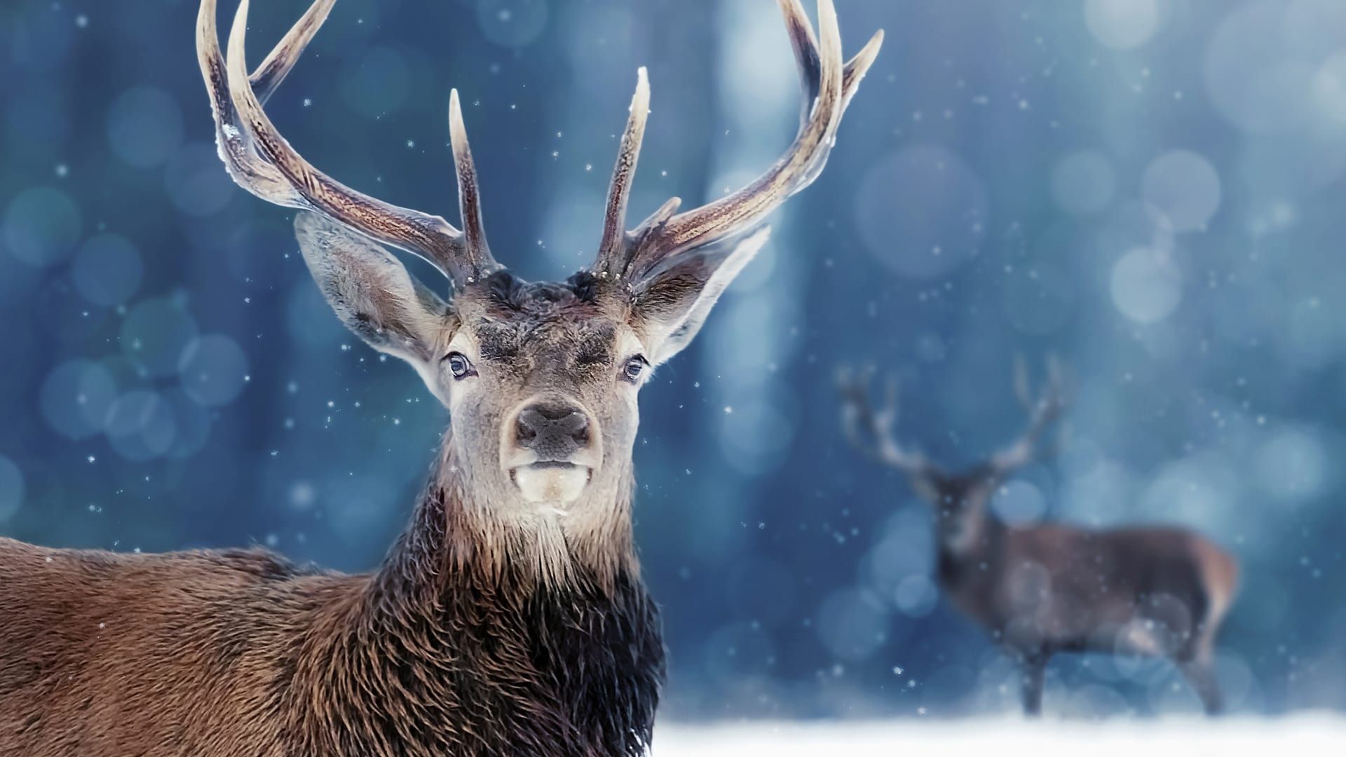 Snow Animals background
