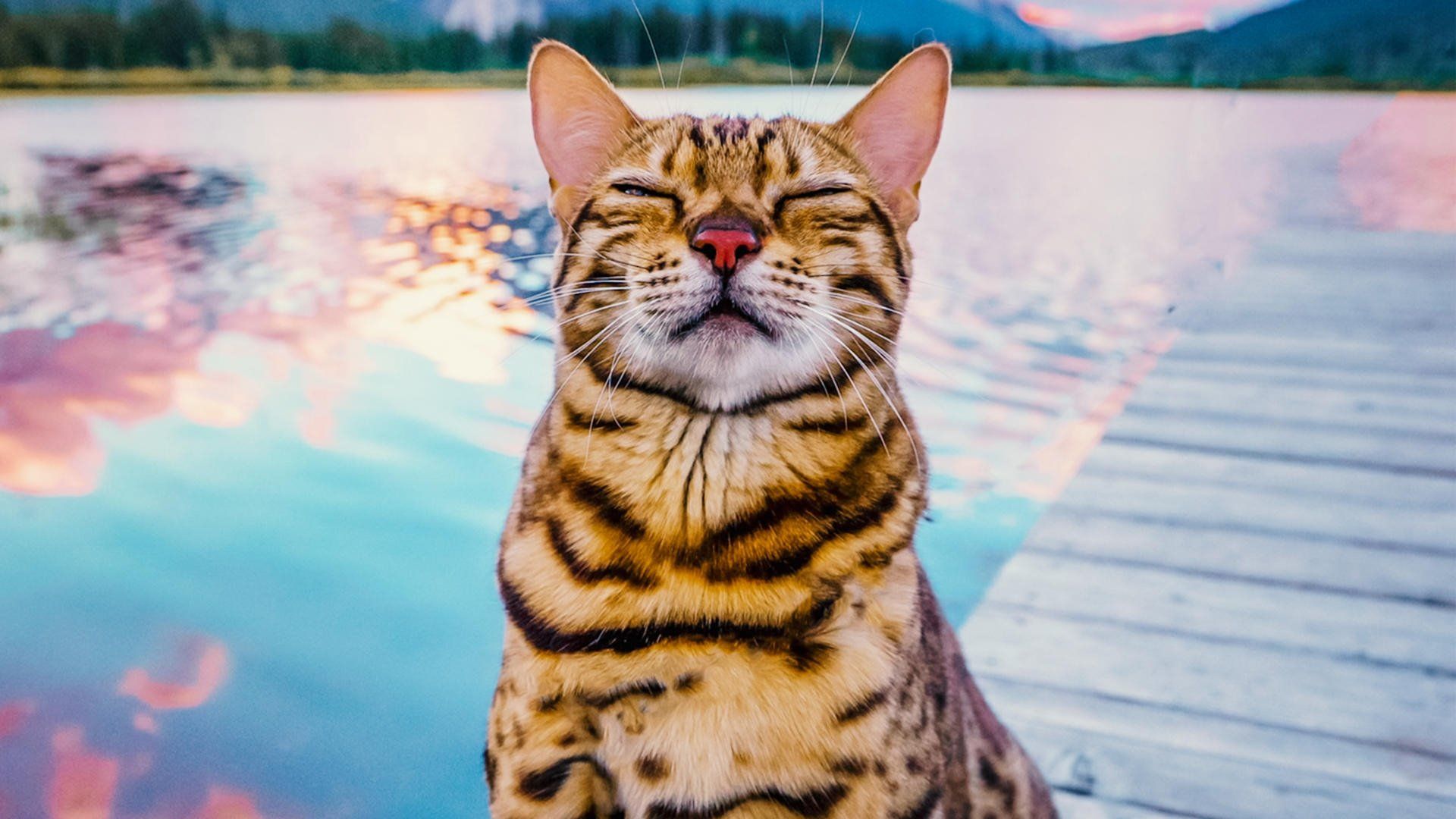 #cats_the_mewvie background
