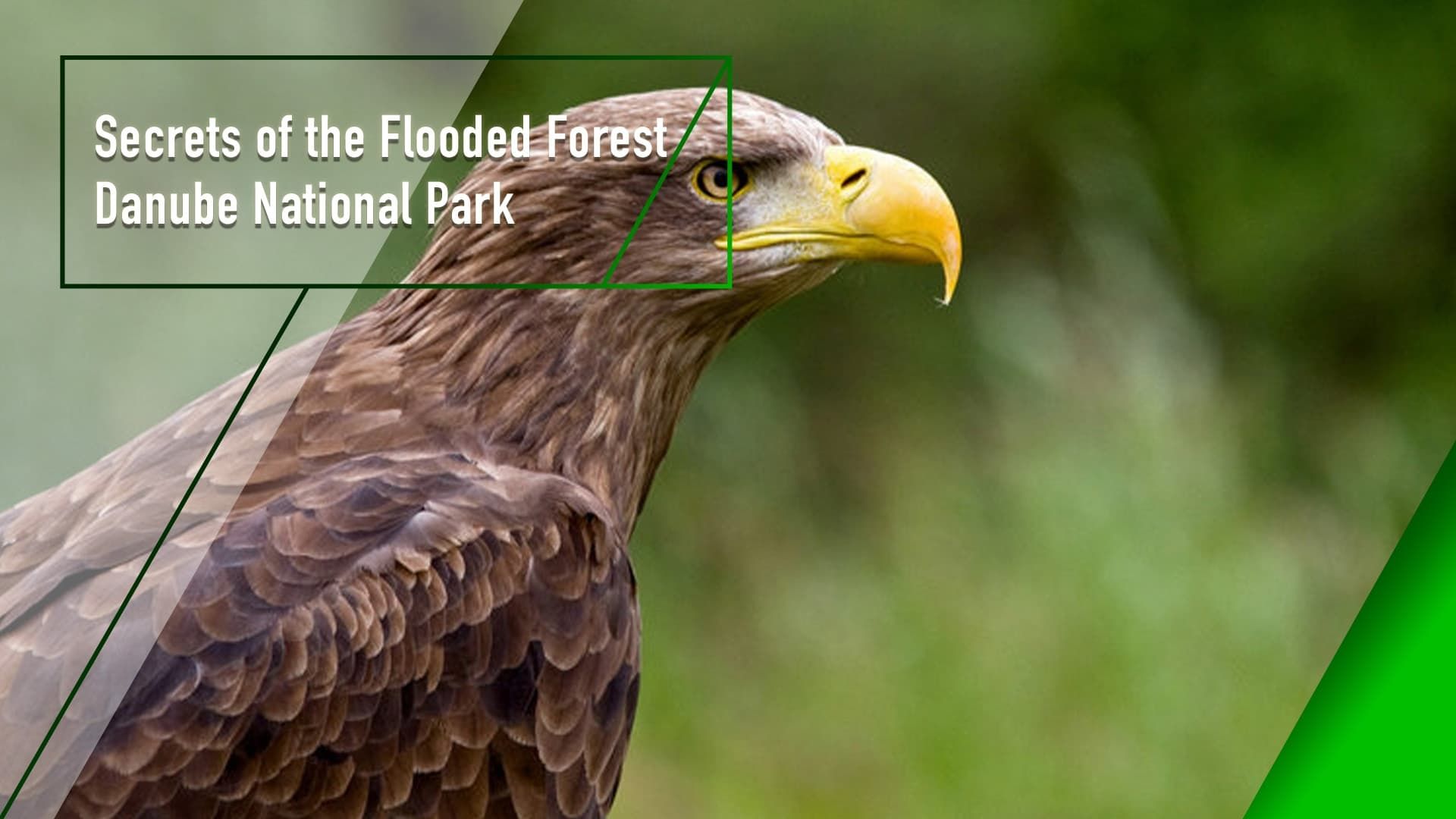 Secrets of the Flooded Forest background