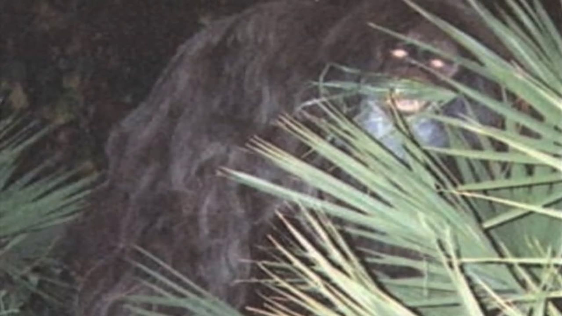 Southern Fried Bigfoot background