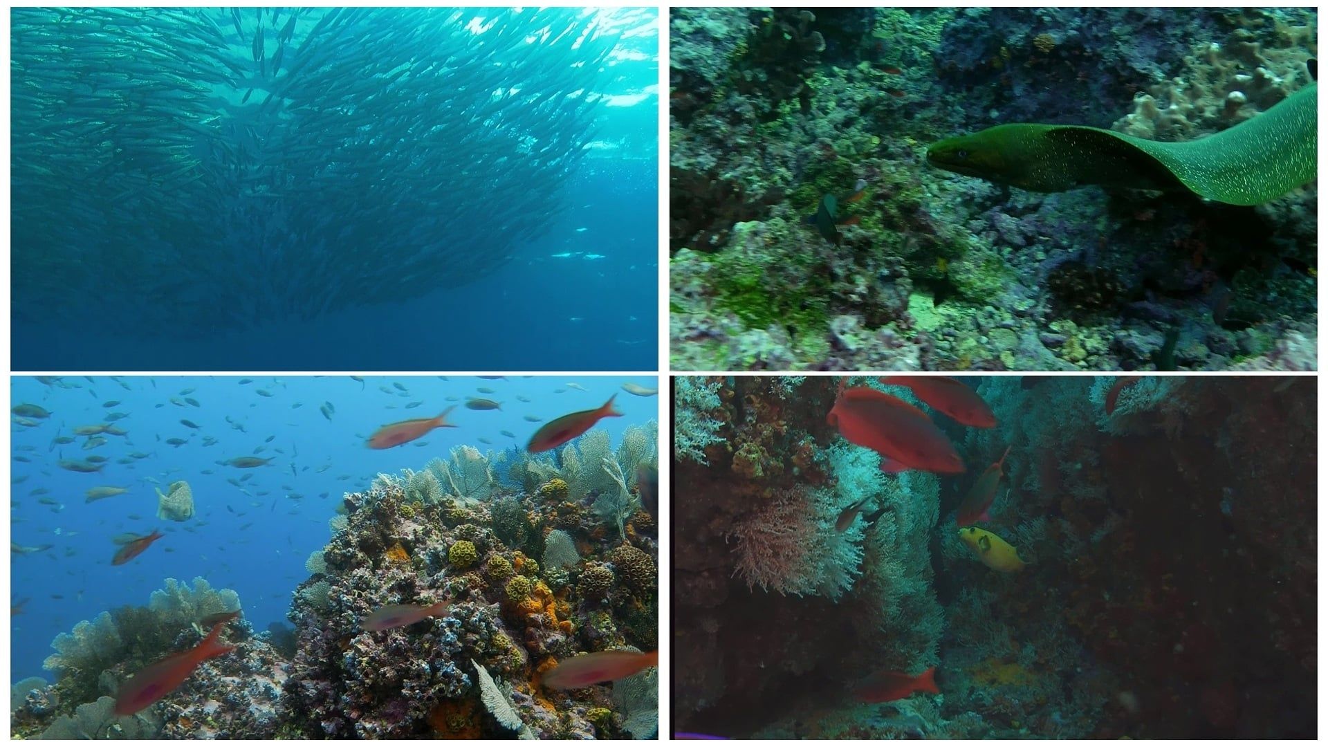 World Natural Heritage Columbia: Malpelo National Park background