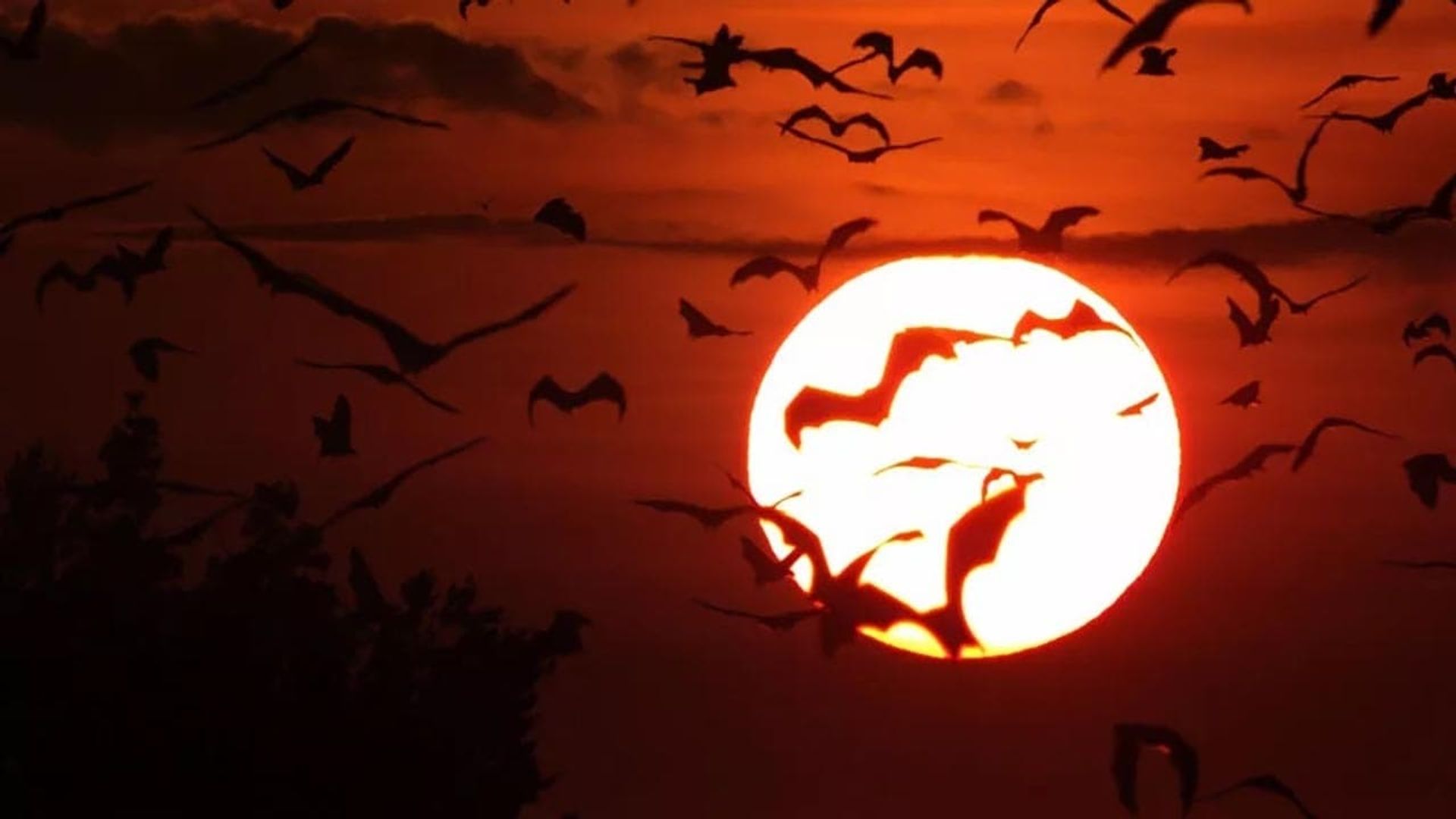 Incredible Bats background
