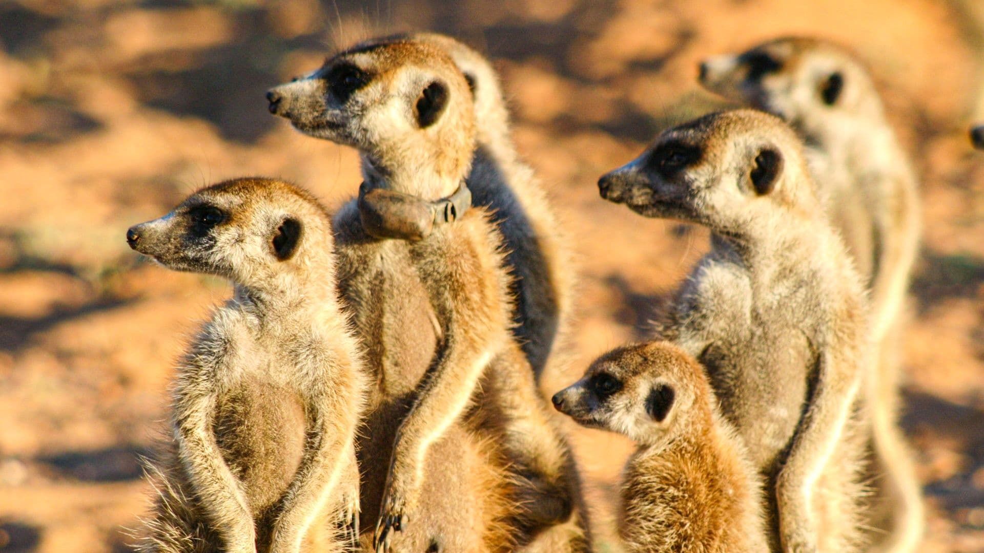 Meerkat Manor: The Story Begins background