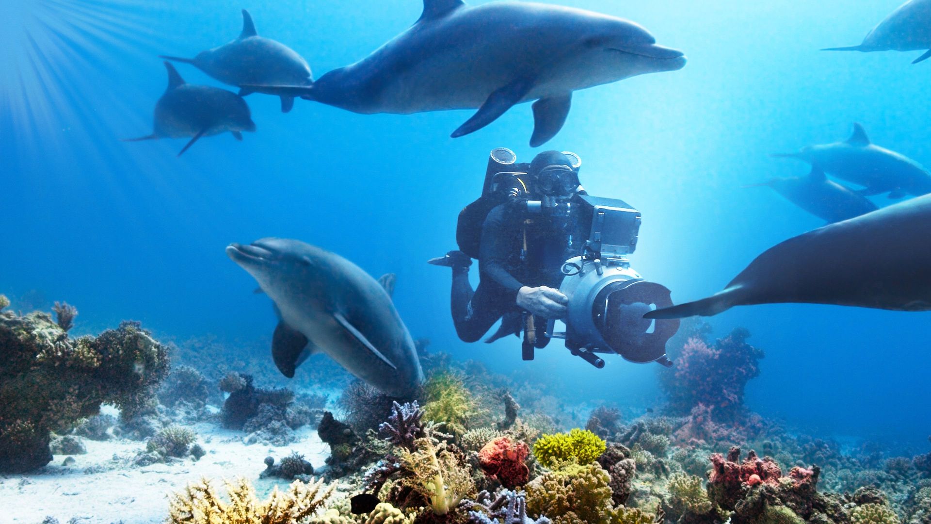 Diving with Dolphins background