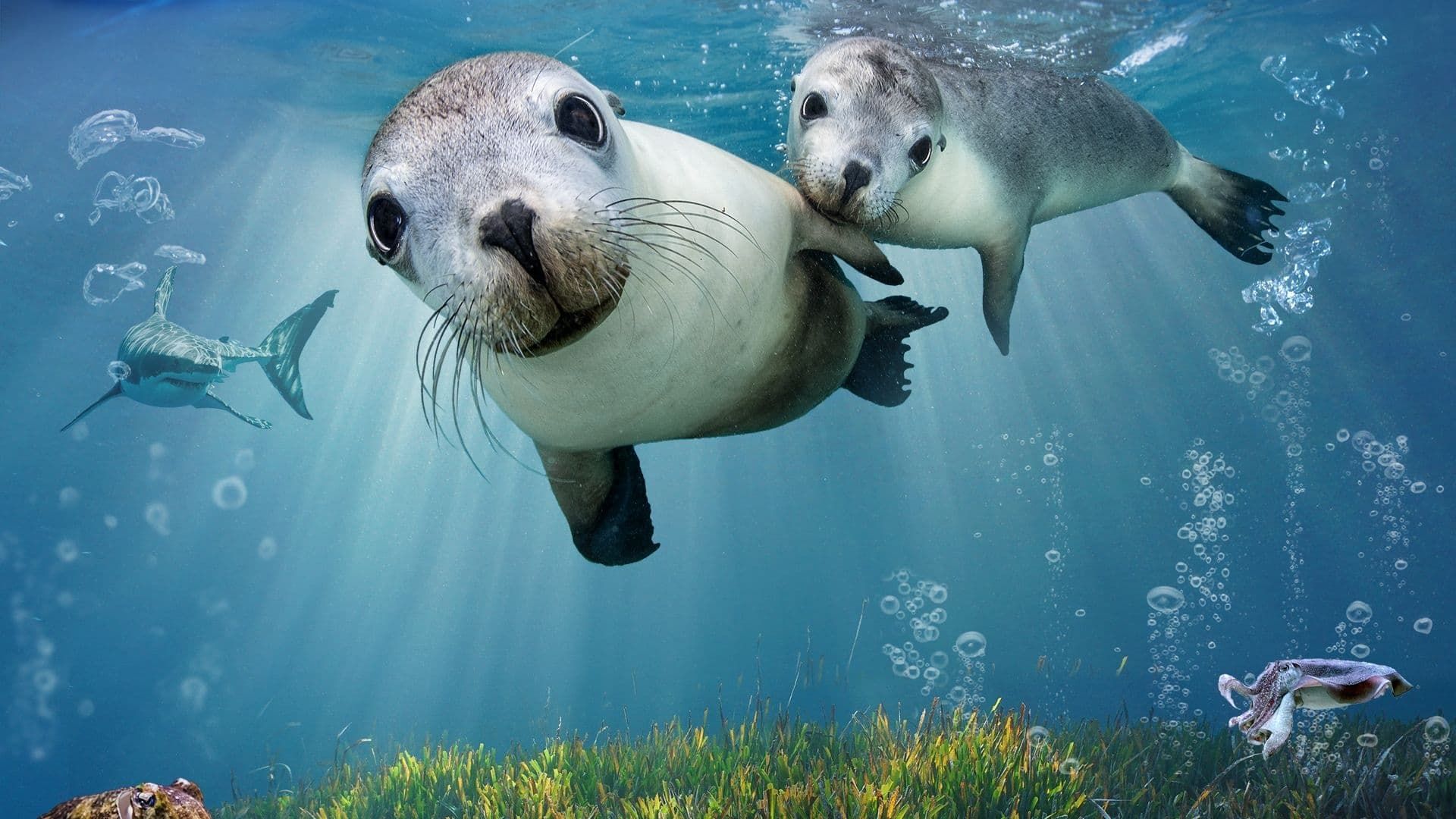 Sea Lions: Life by a Whisker background