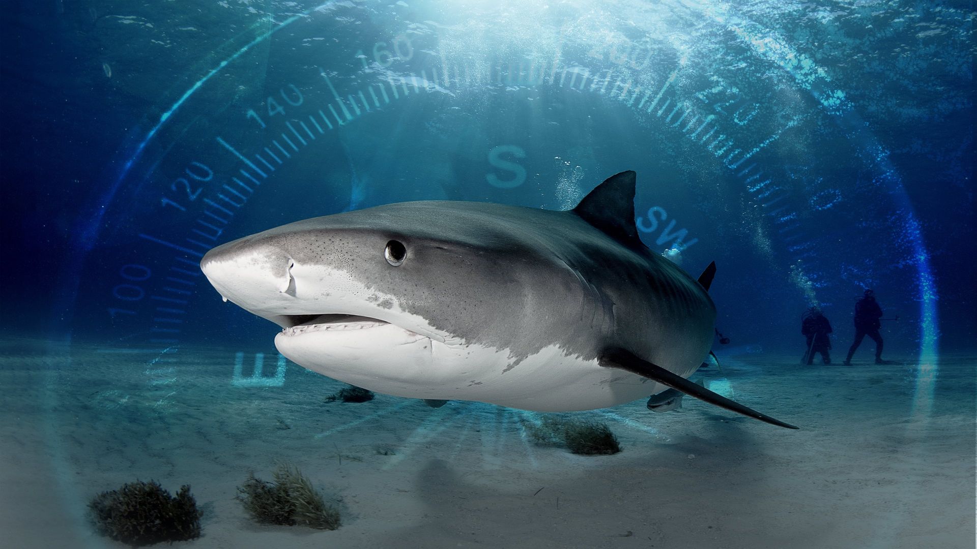 Sharks of the Bermuda Triangle background
