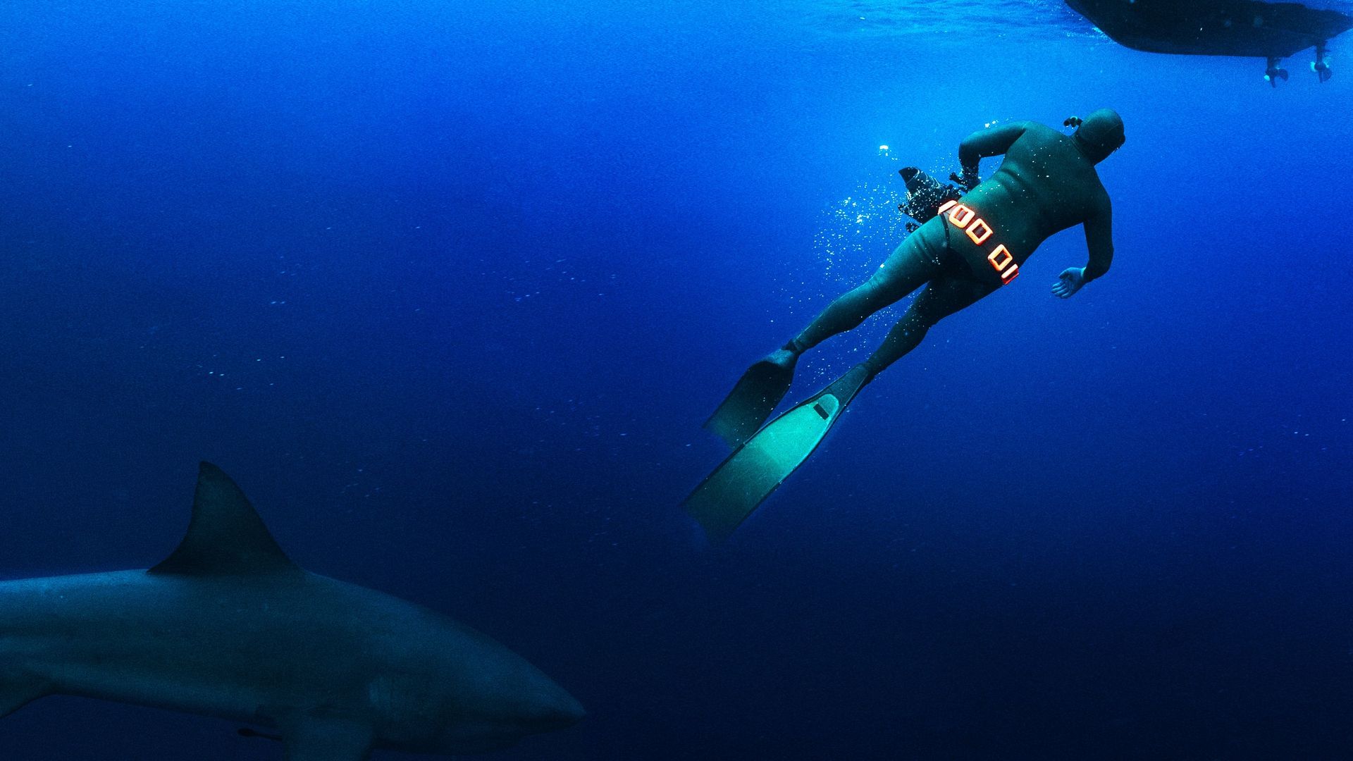Secrets of the Bull Shark background