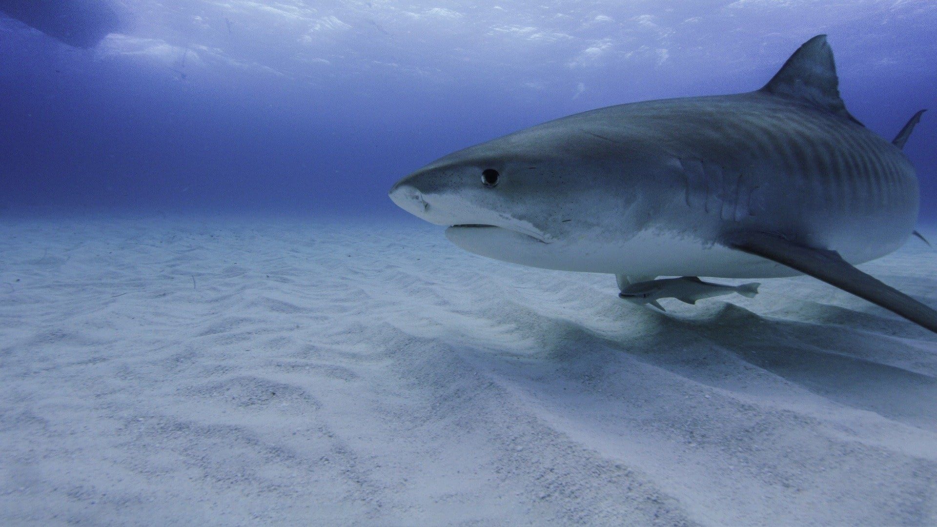 America's Deadliest Sharks background