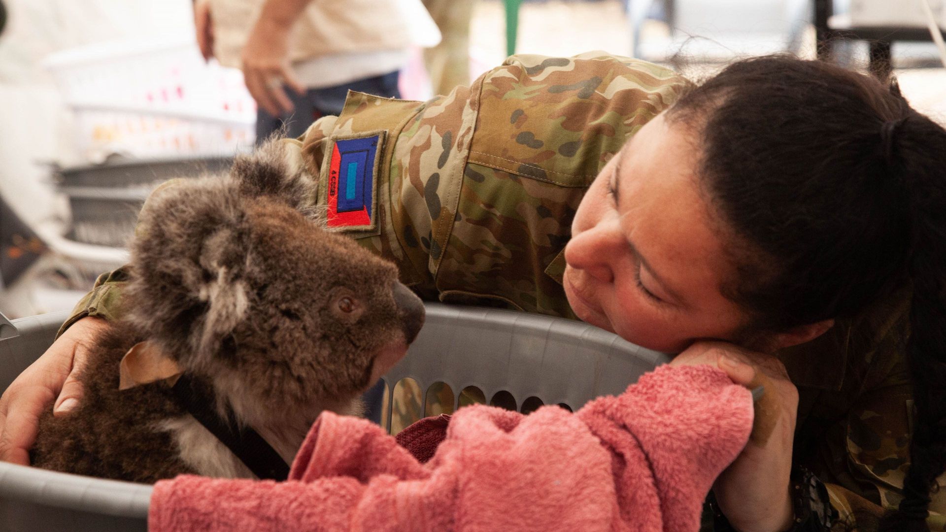 Bushfire Animal Rescue background
