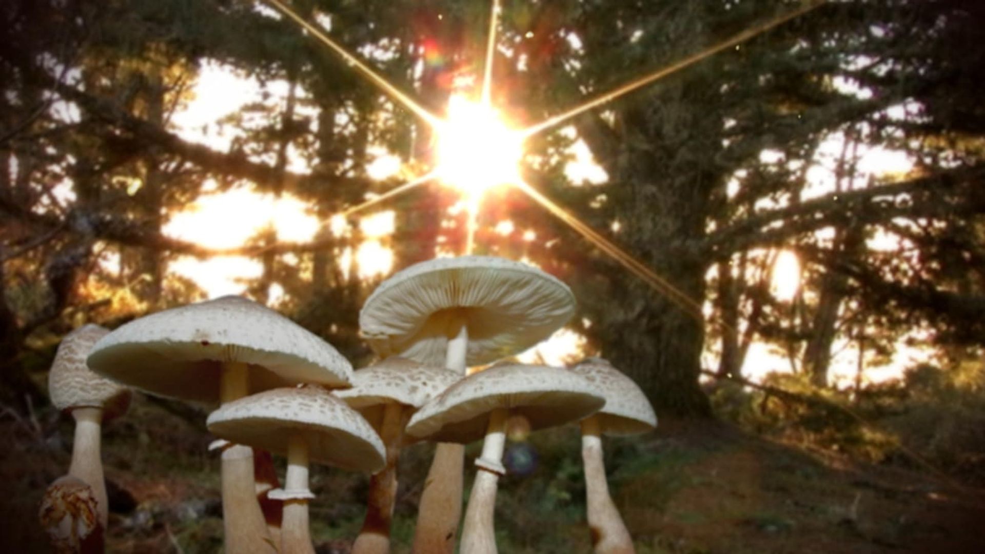 Know Your Mushrooms background