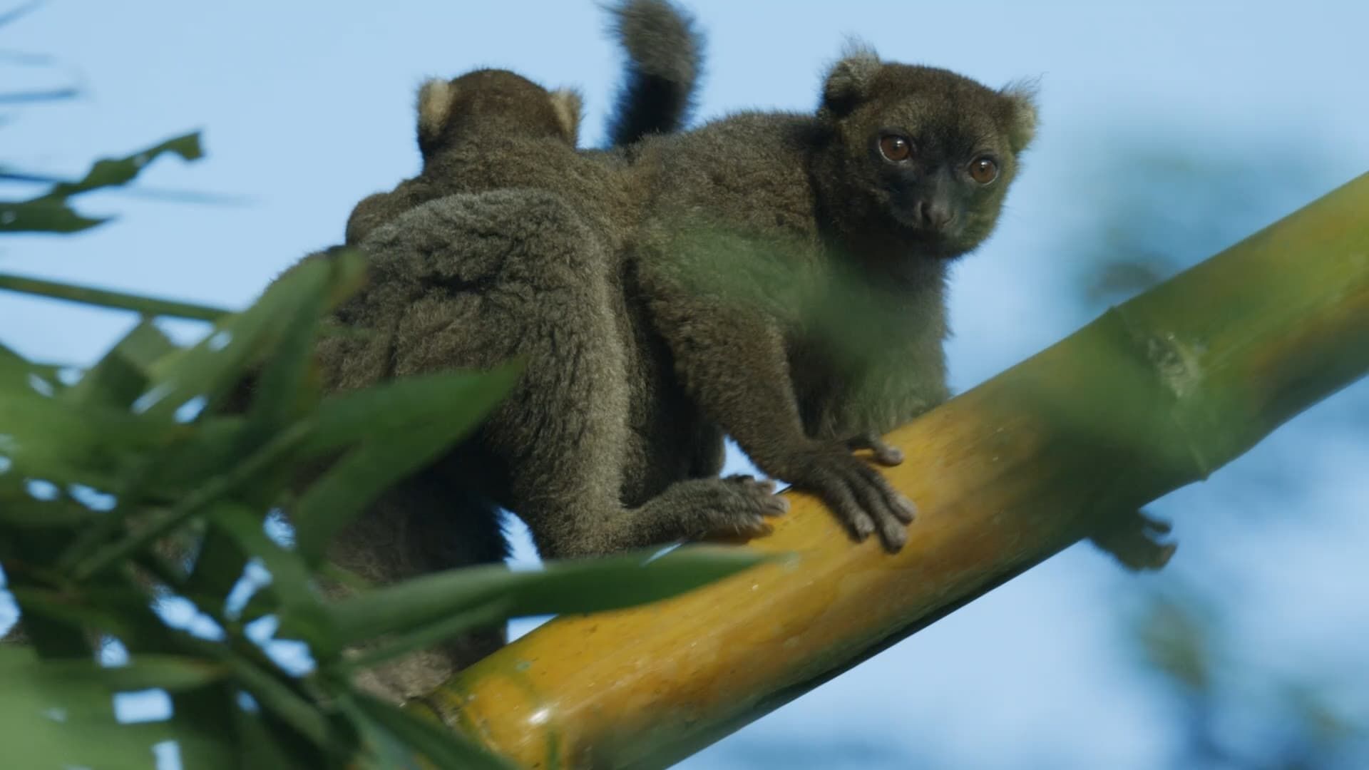Madagascar: Africa's Galapagos background