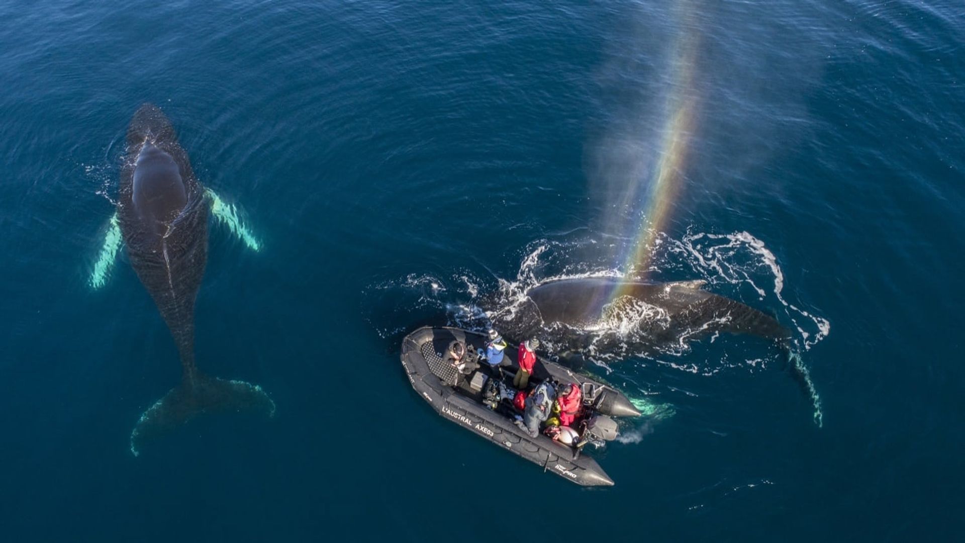 Whales in a Changing Ocean background