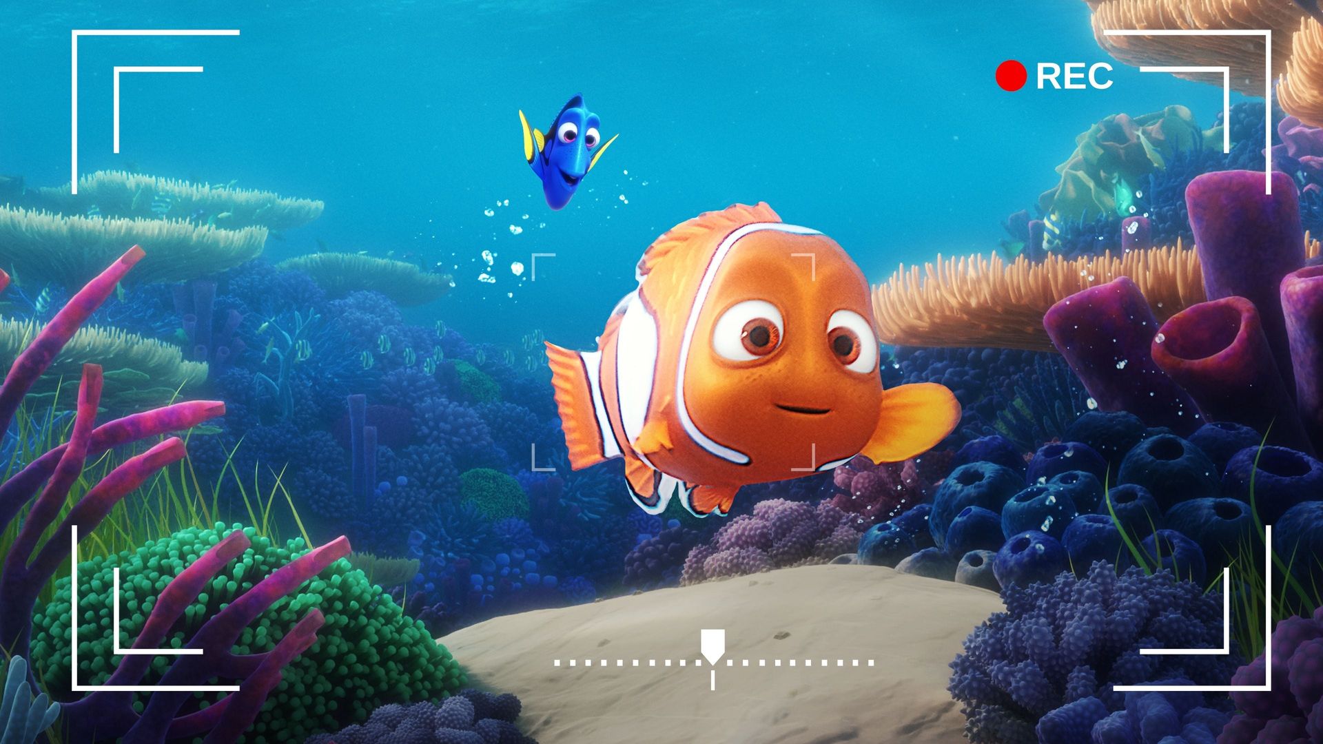Dory's Reef Cam background