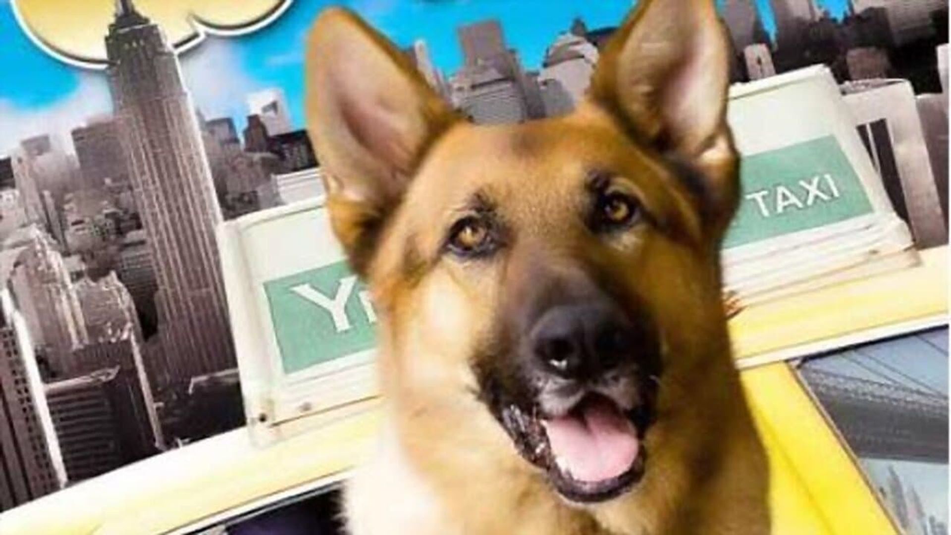 Cool Dog background