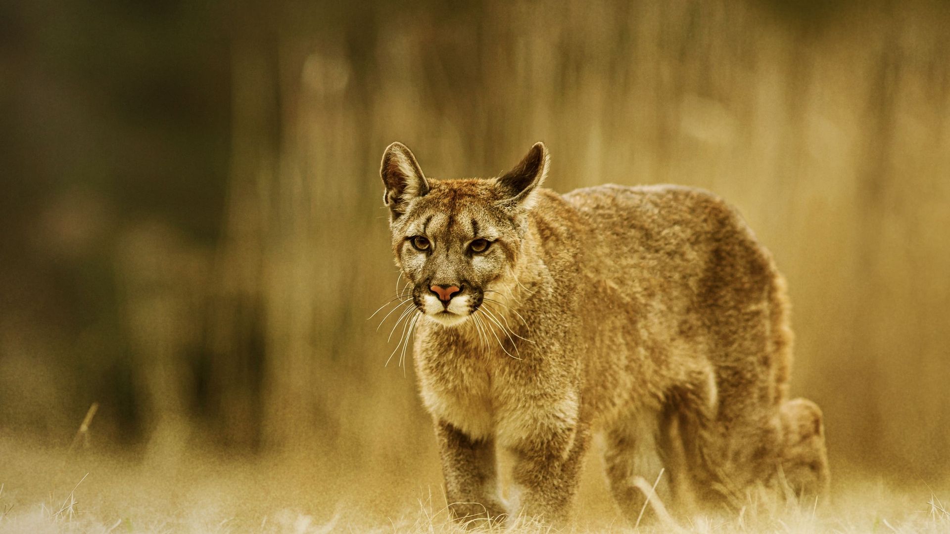 Man Vs. Puma background