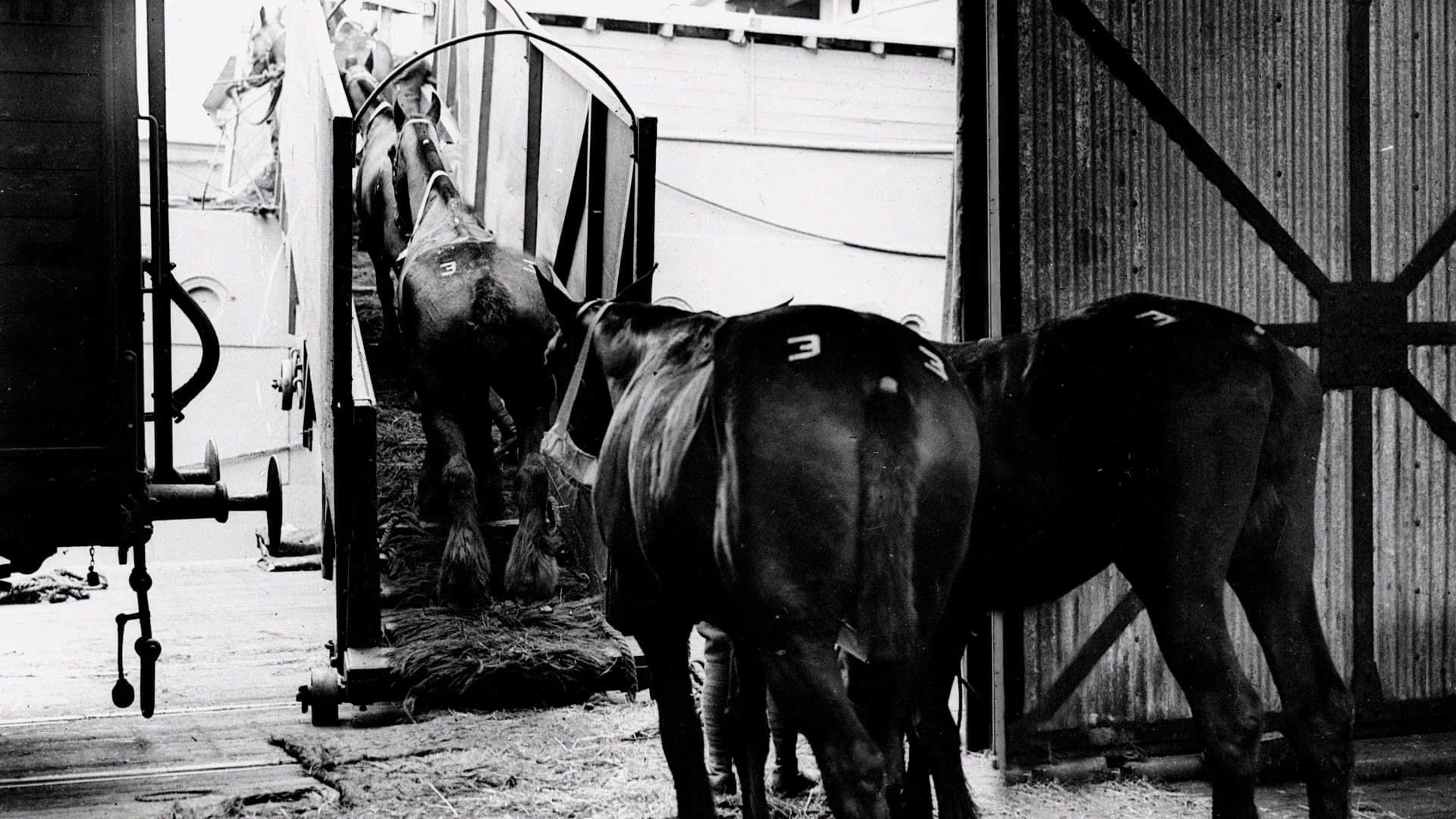 Clydesdale: Saving the Greatest Horse background
