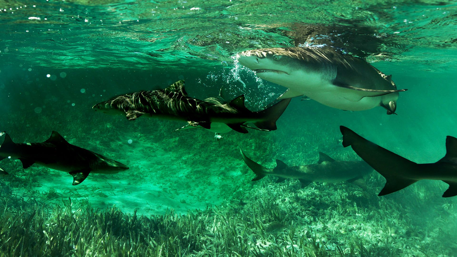 Shark Gangs background