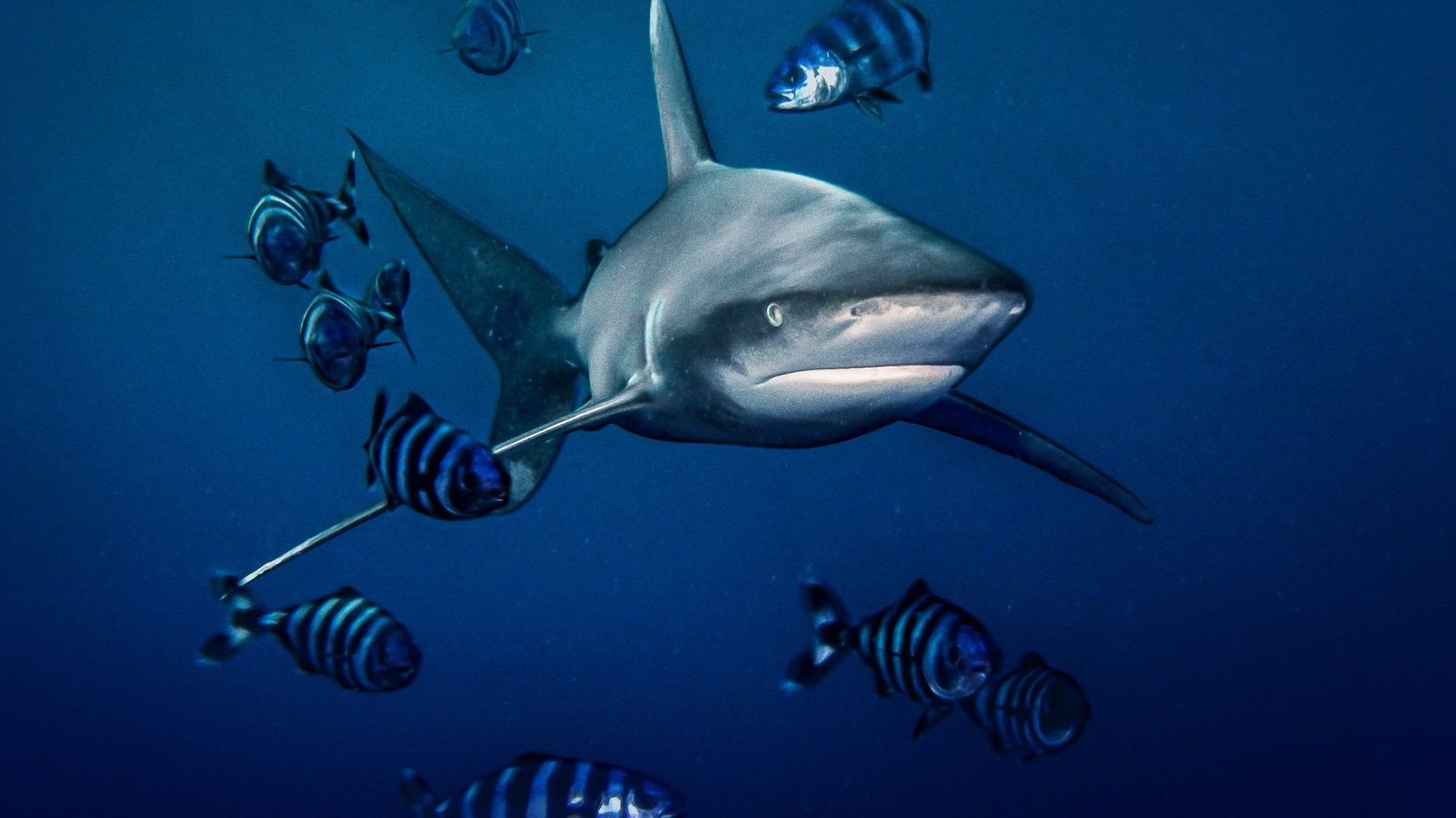 World's Most Dangerous Shark background