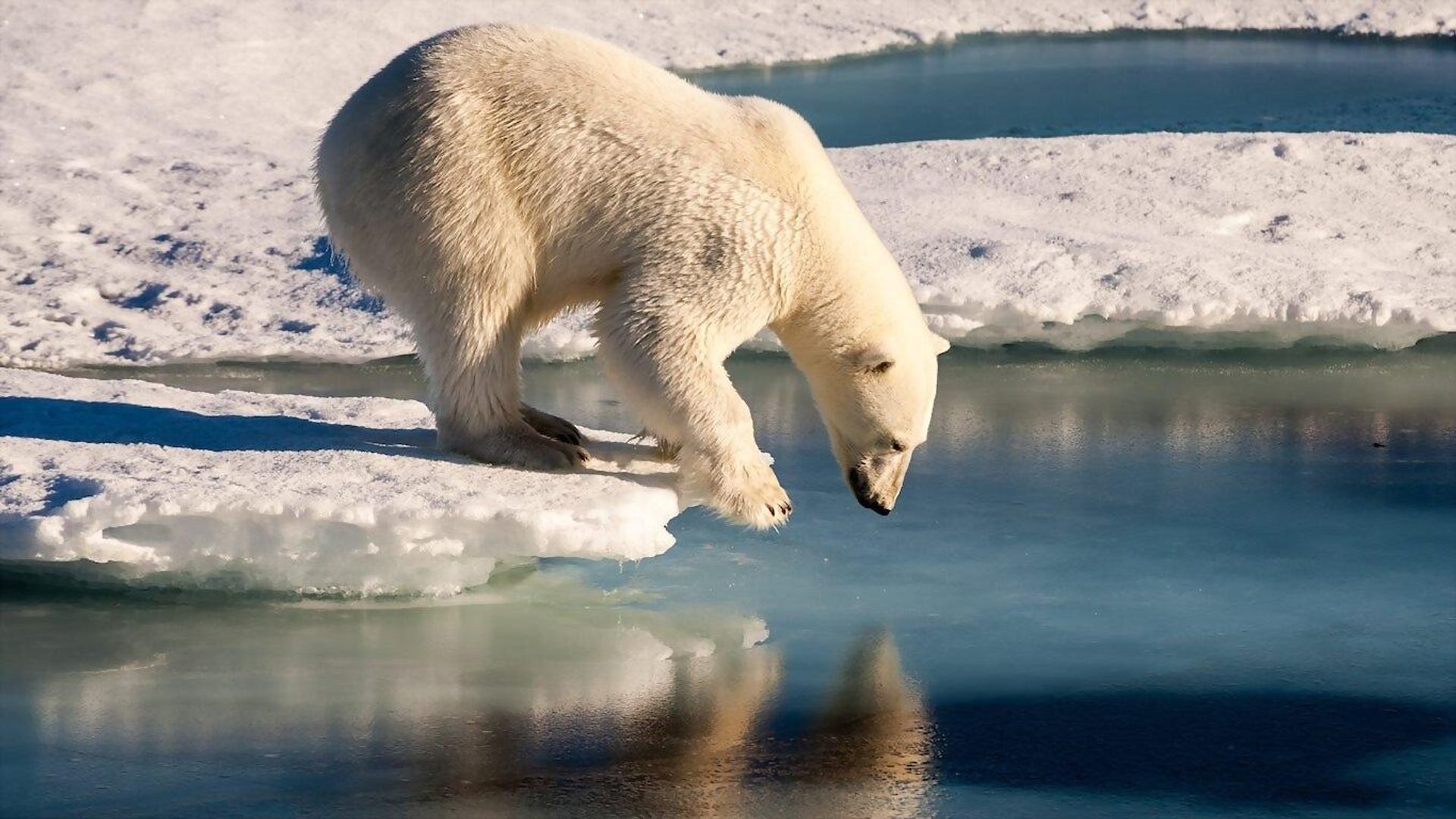 Polar Bears background