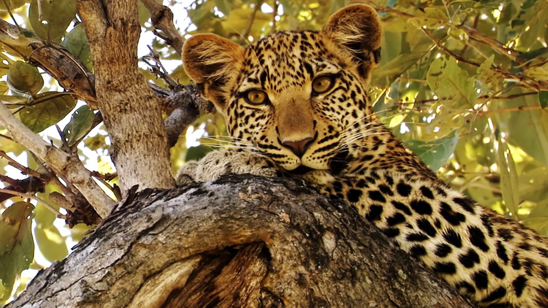 Eye of the Leopard background