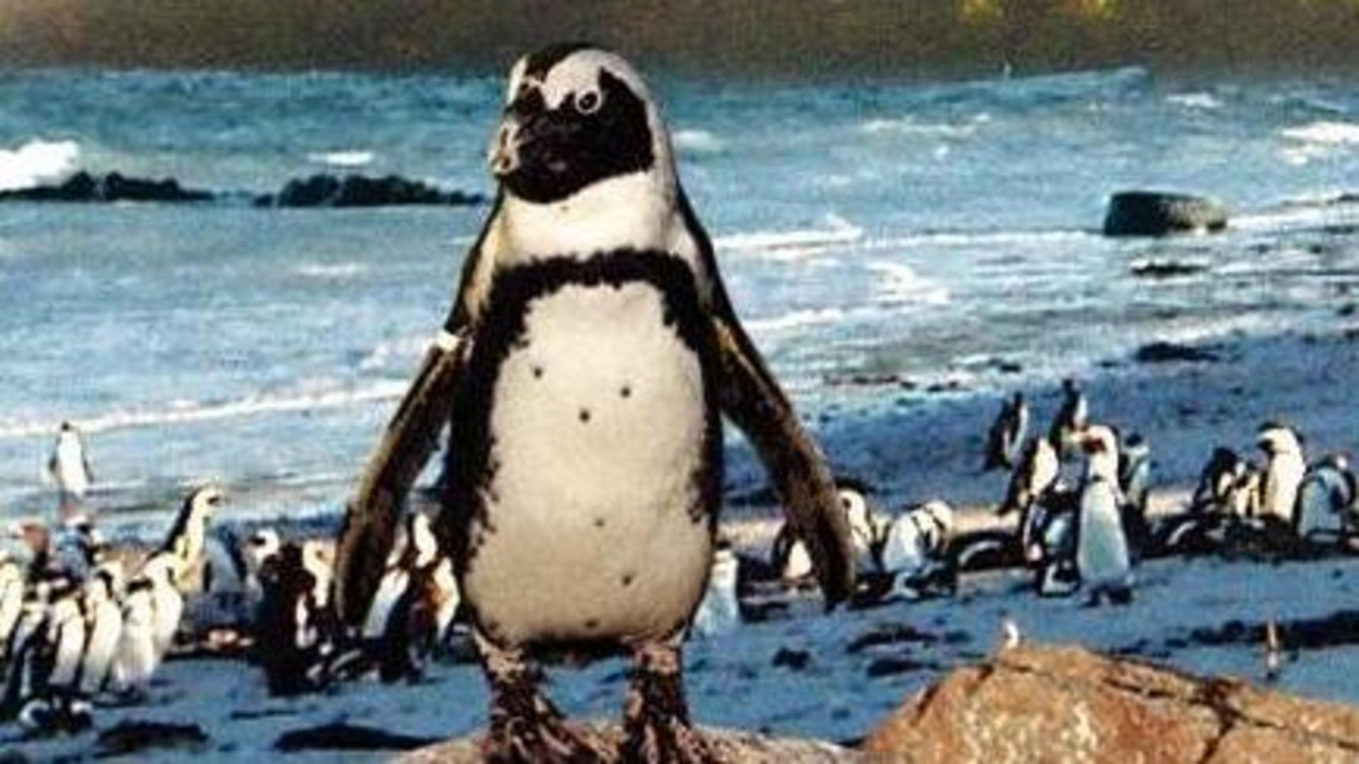 On the Wings of Penguins background