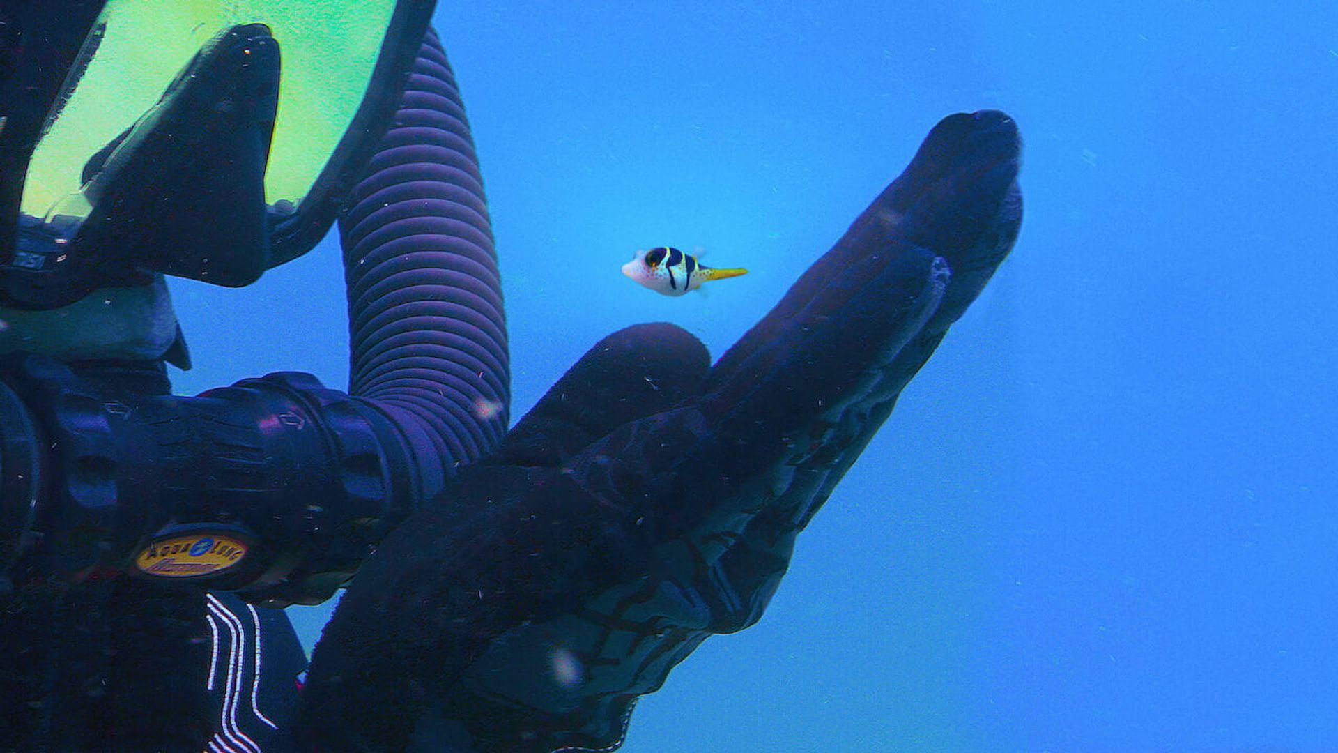 Puff: Wonders of the Reef background