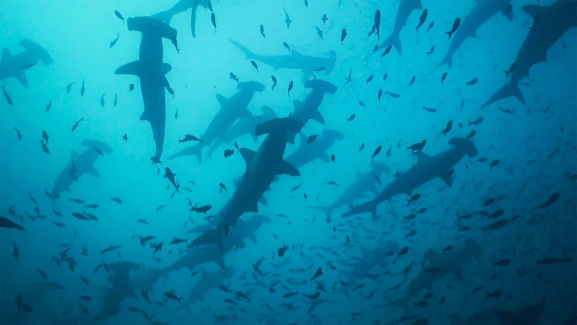 Migrations: The Big Swim background