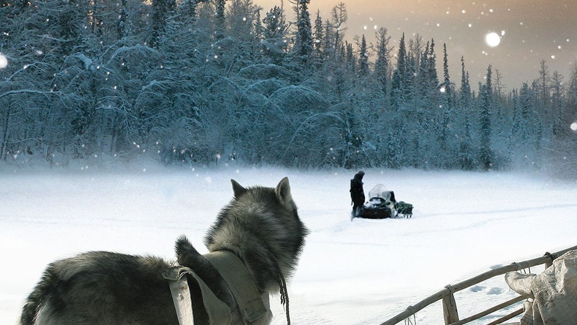 Happy People: A Year in the Taiga background
