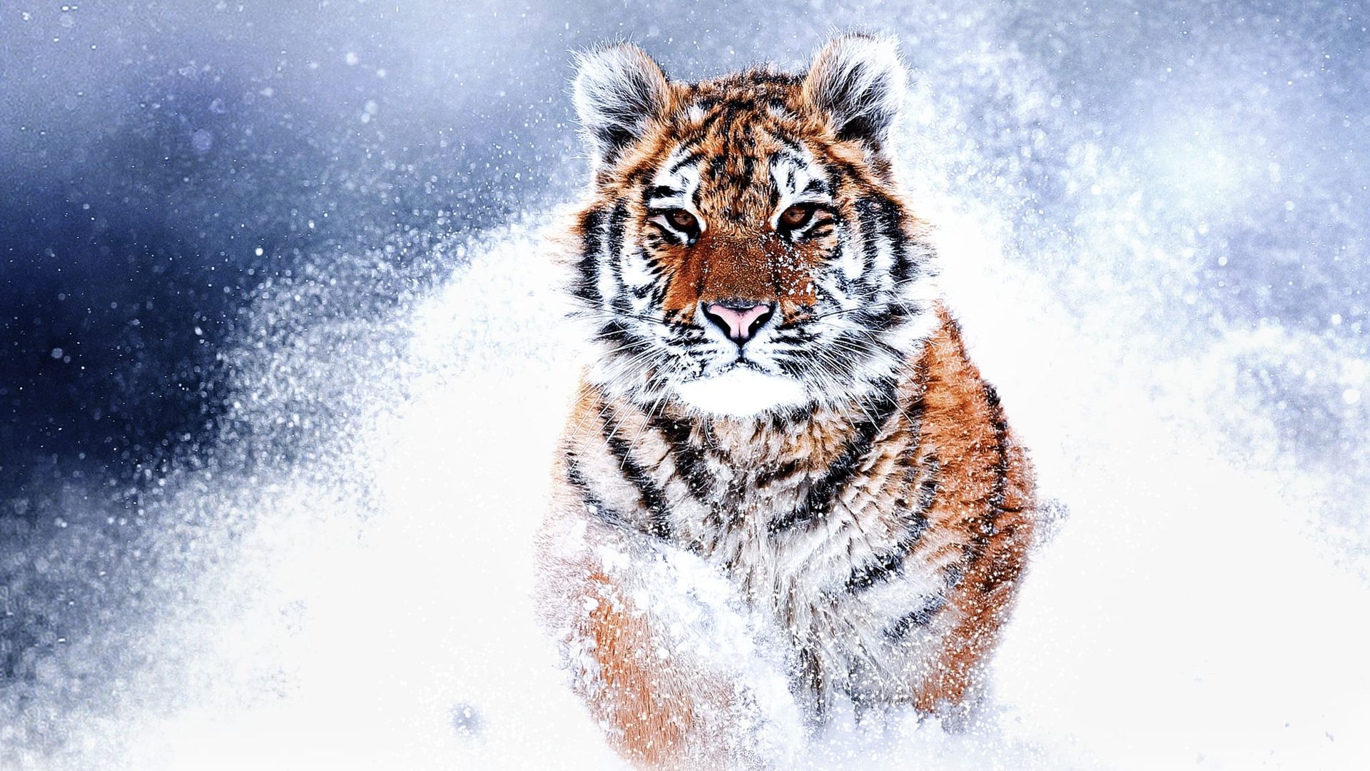 Big Cat Week background