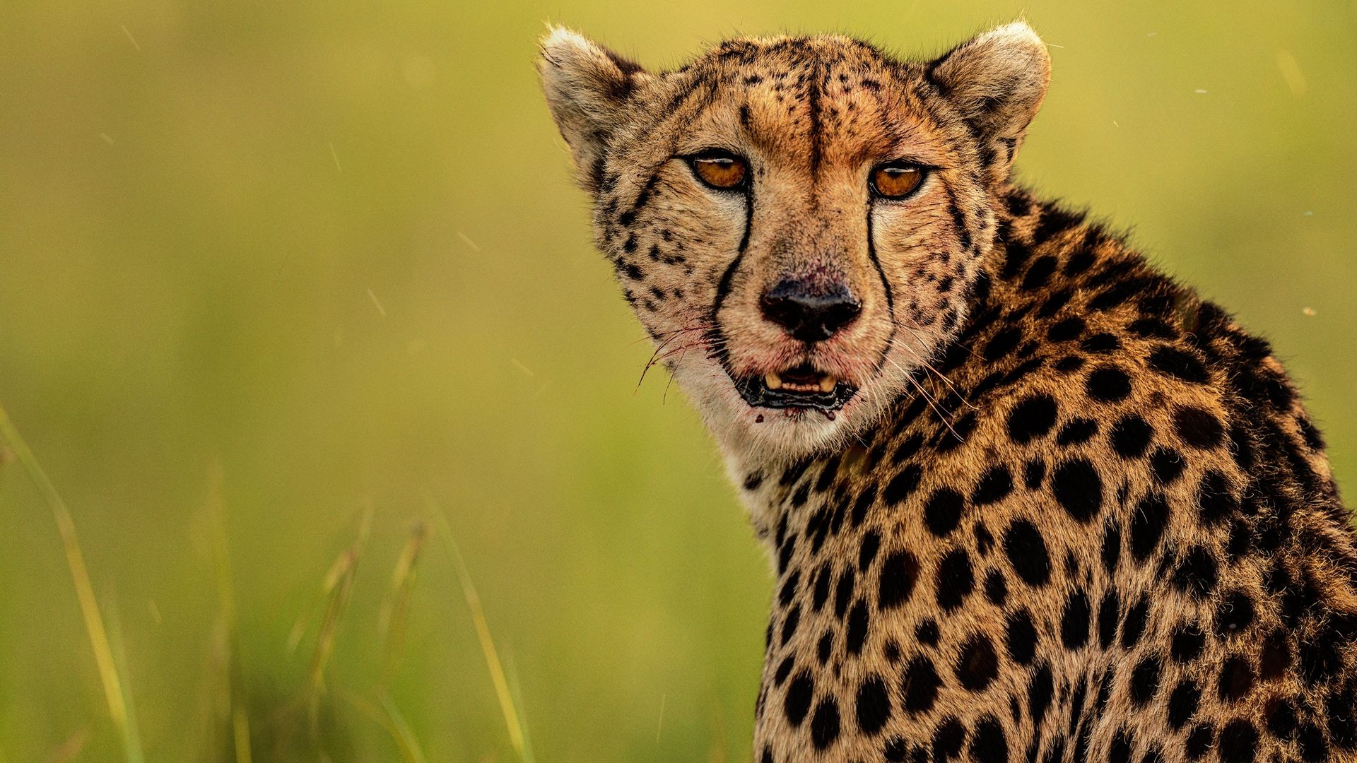 Big Cat Week background