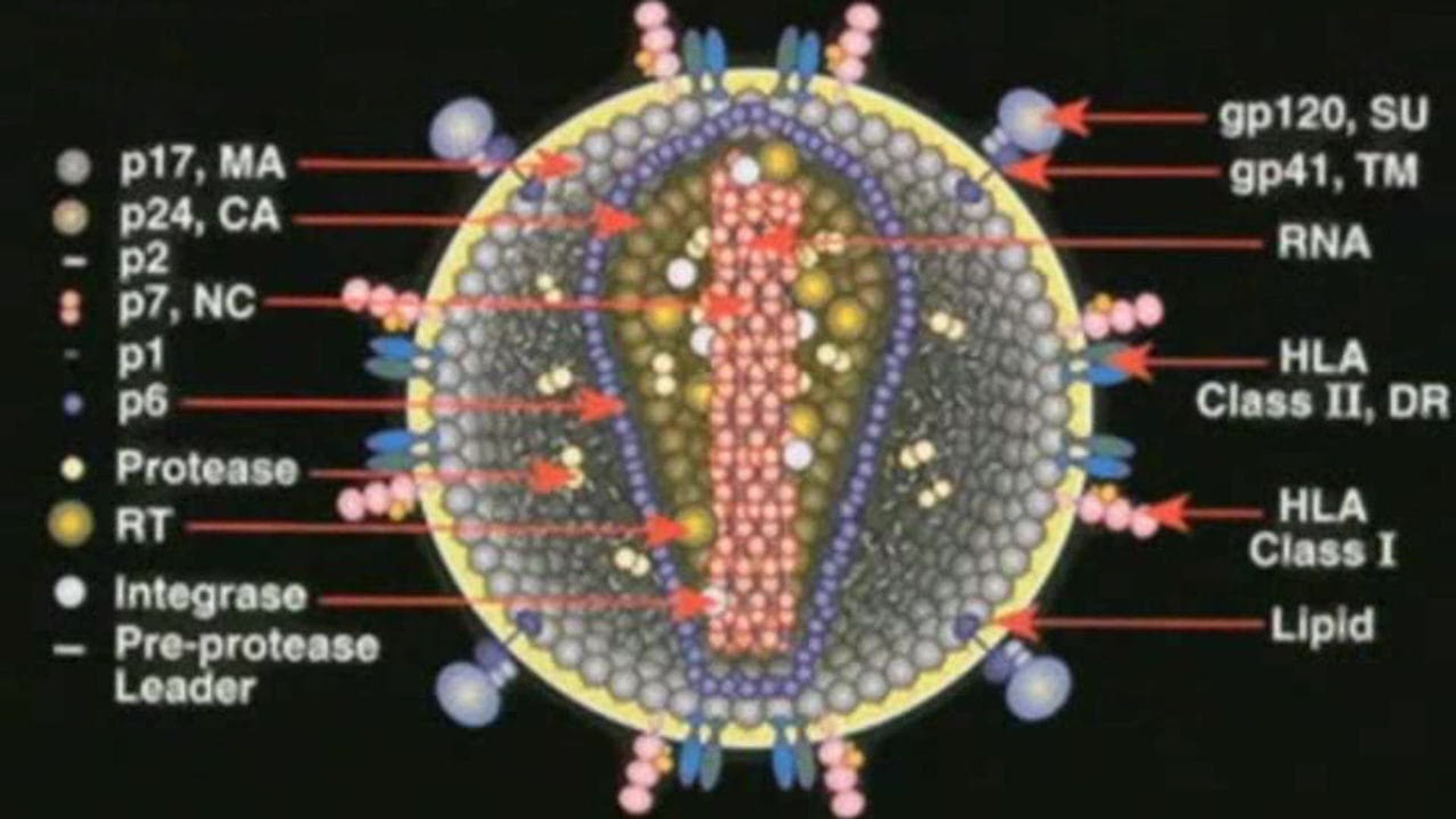 Deconstructing the Myth of AIDS background