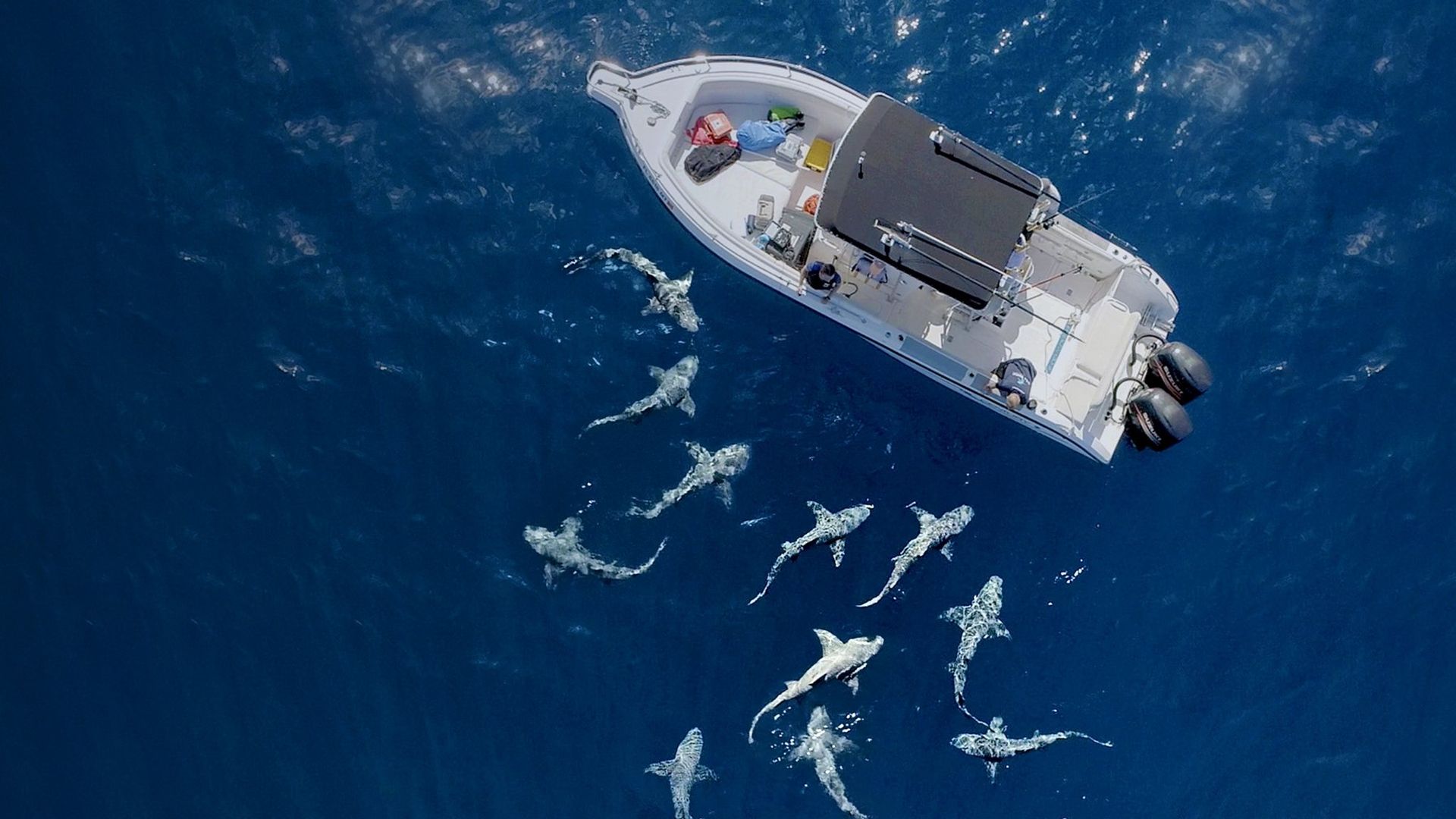 Need A Bigger Boat background