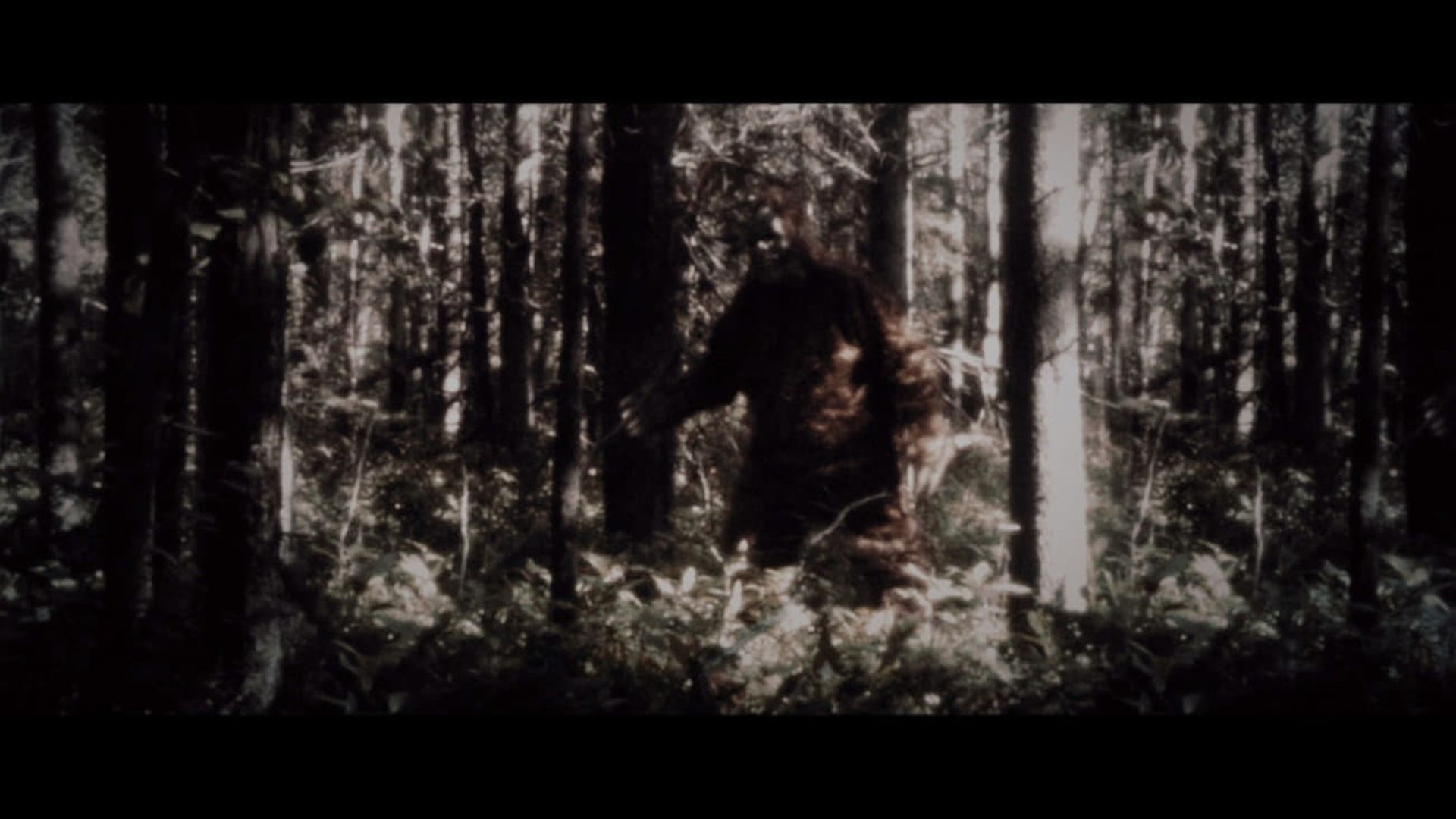 Secrets of the Sasquatch background