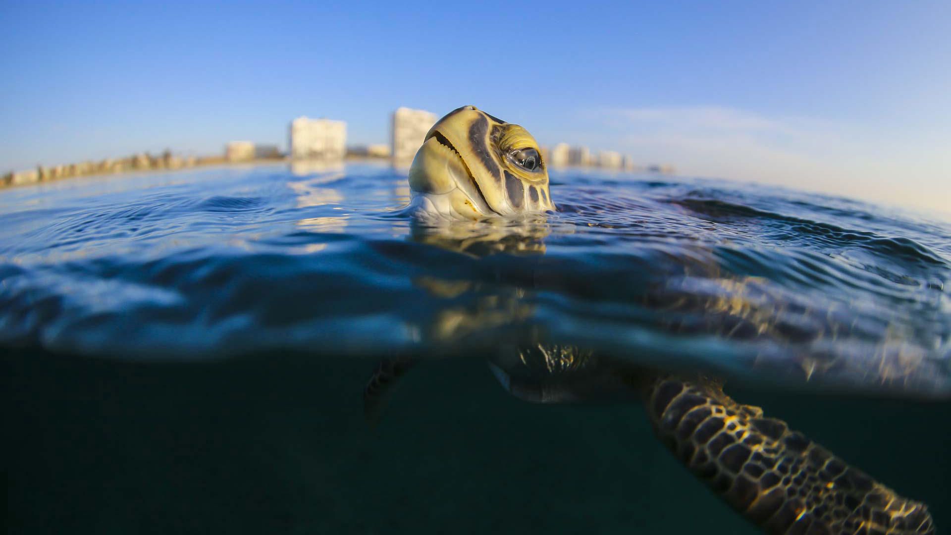 Troubled Waters: A Turtle's Tale background