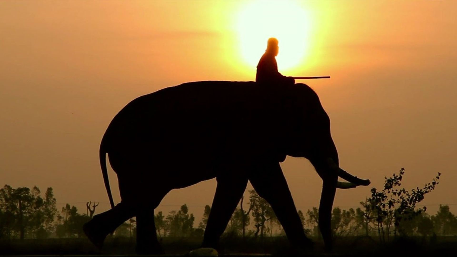 When Elephants Were Young background