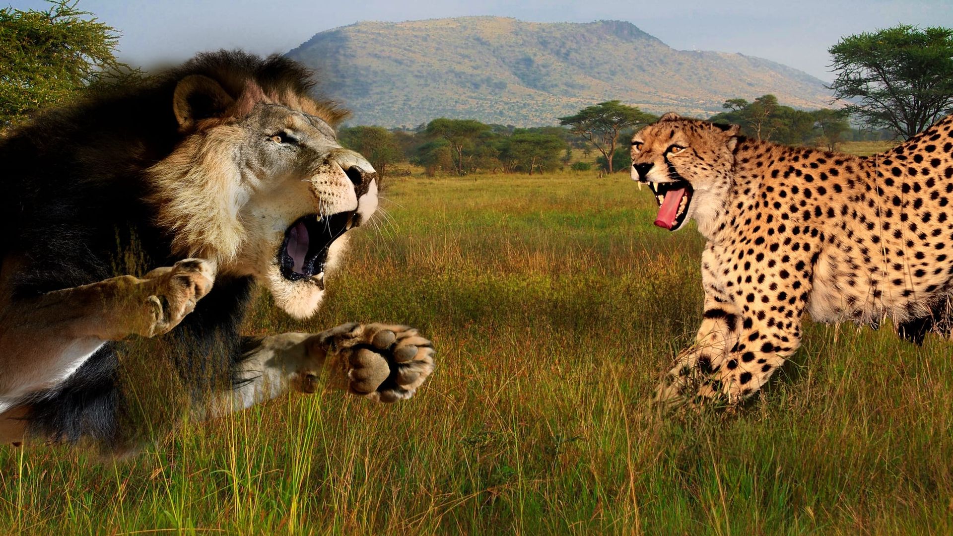 Cat Wars: Lion Vs. Cheetah background