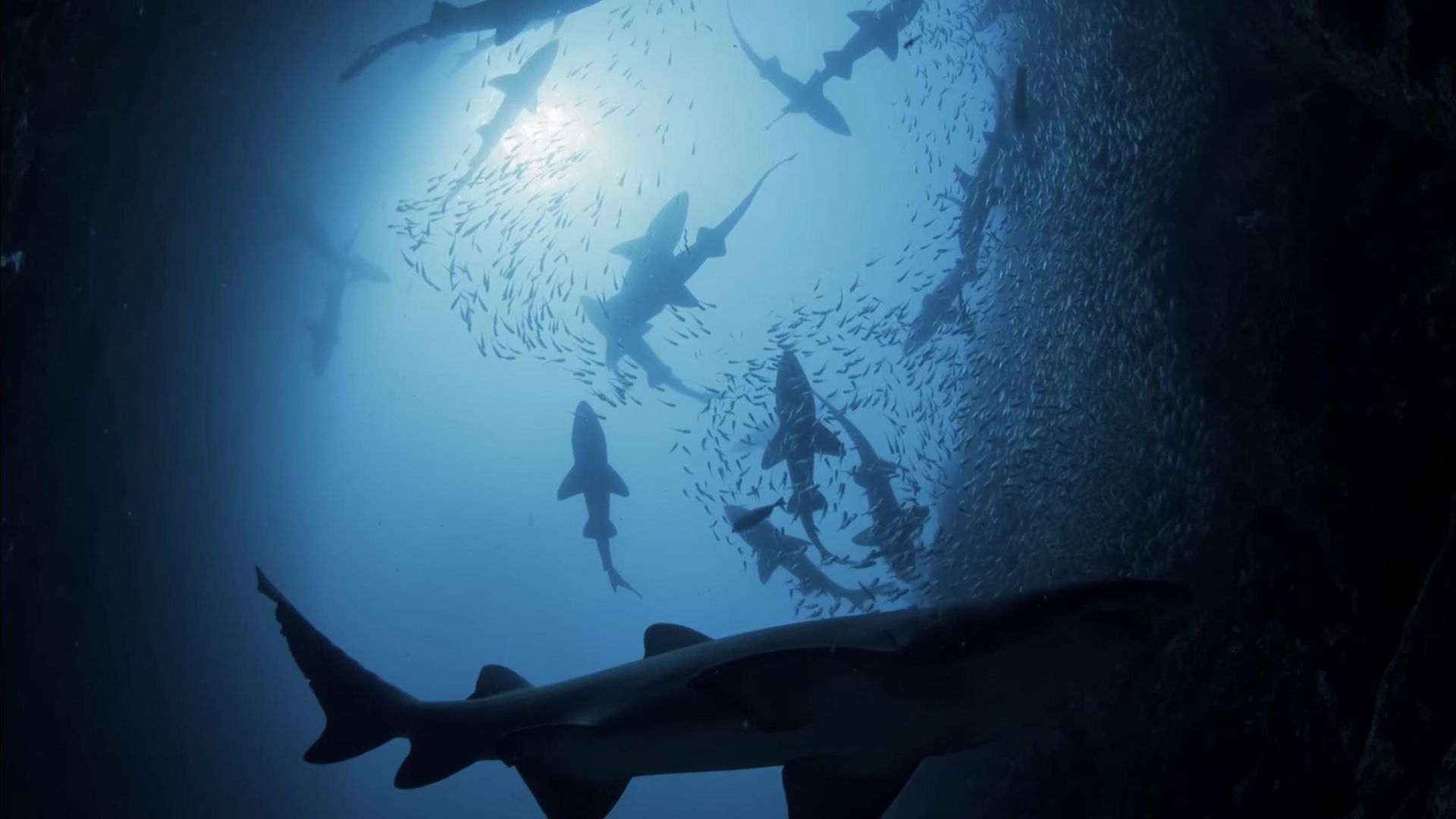 Shark Kingdom 3D background