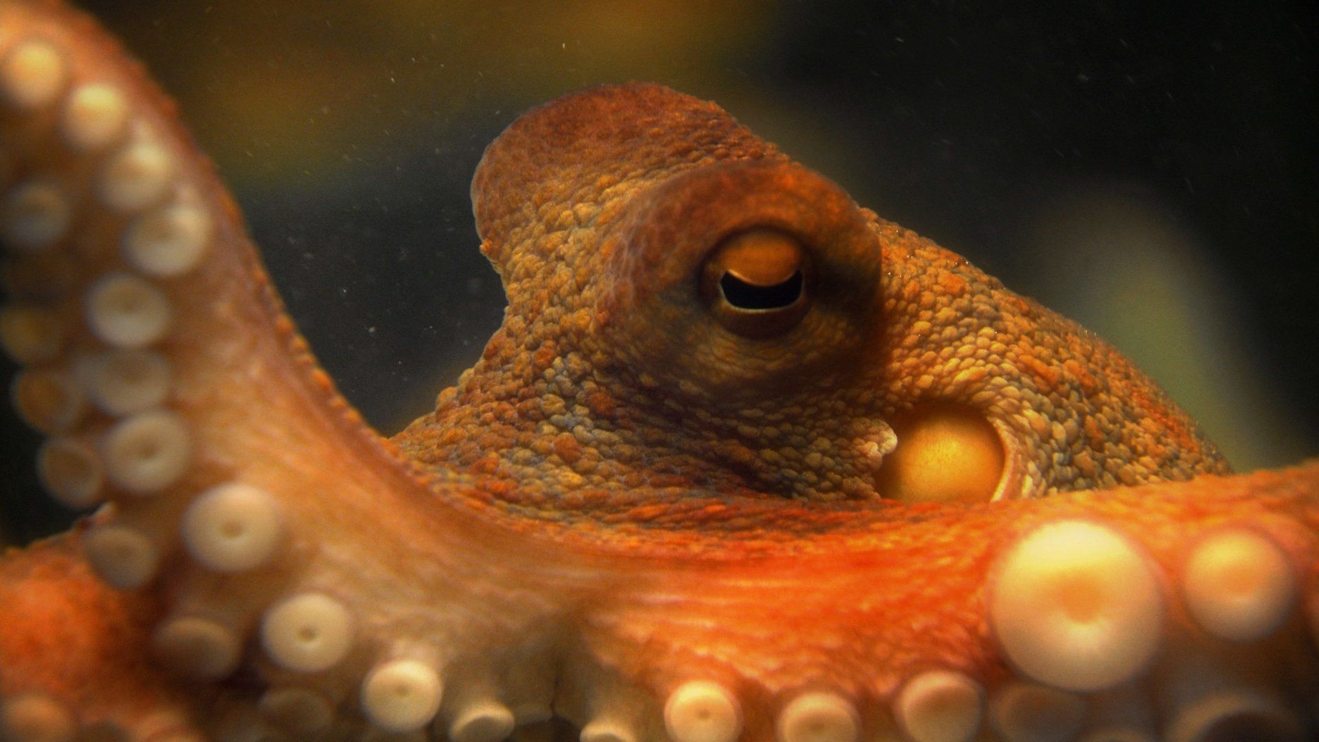 The Life and Times of Paul the Psychic Octopus background
